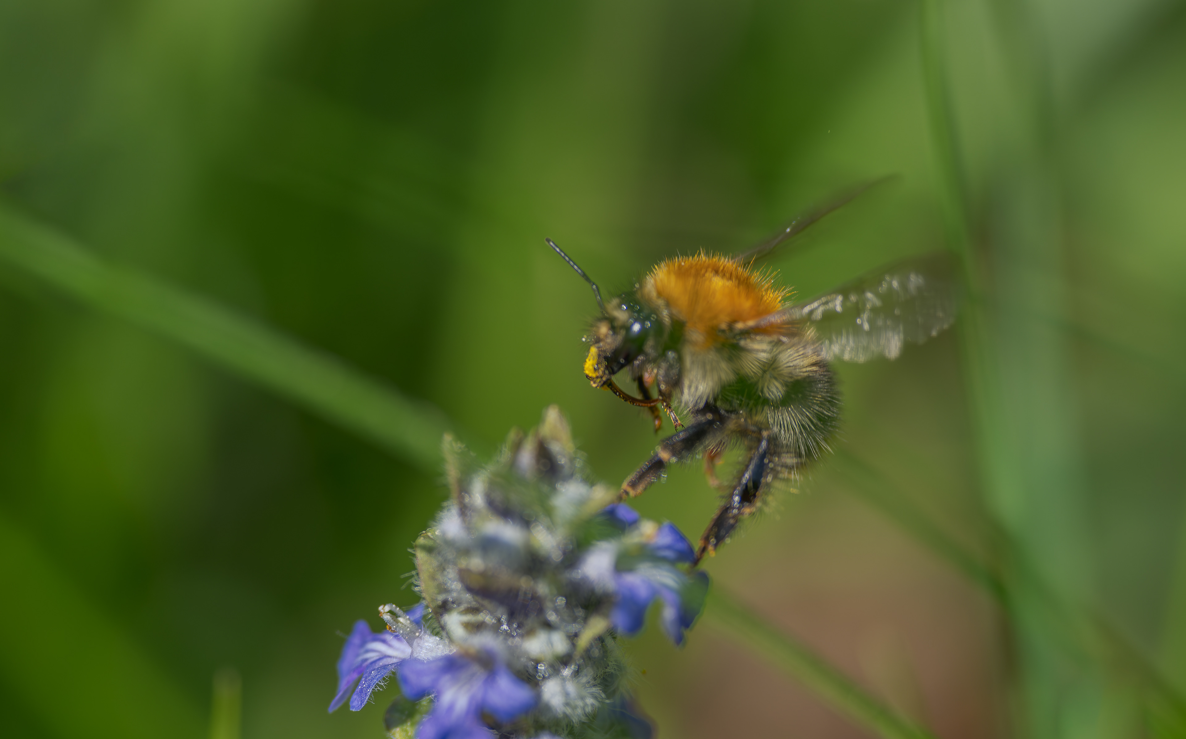 Ackerhummel