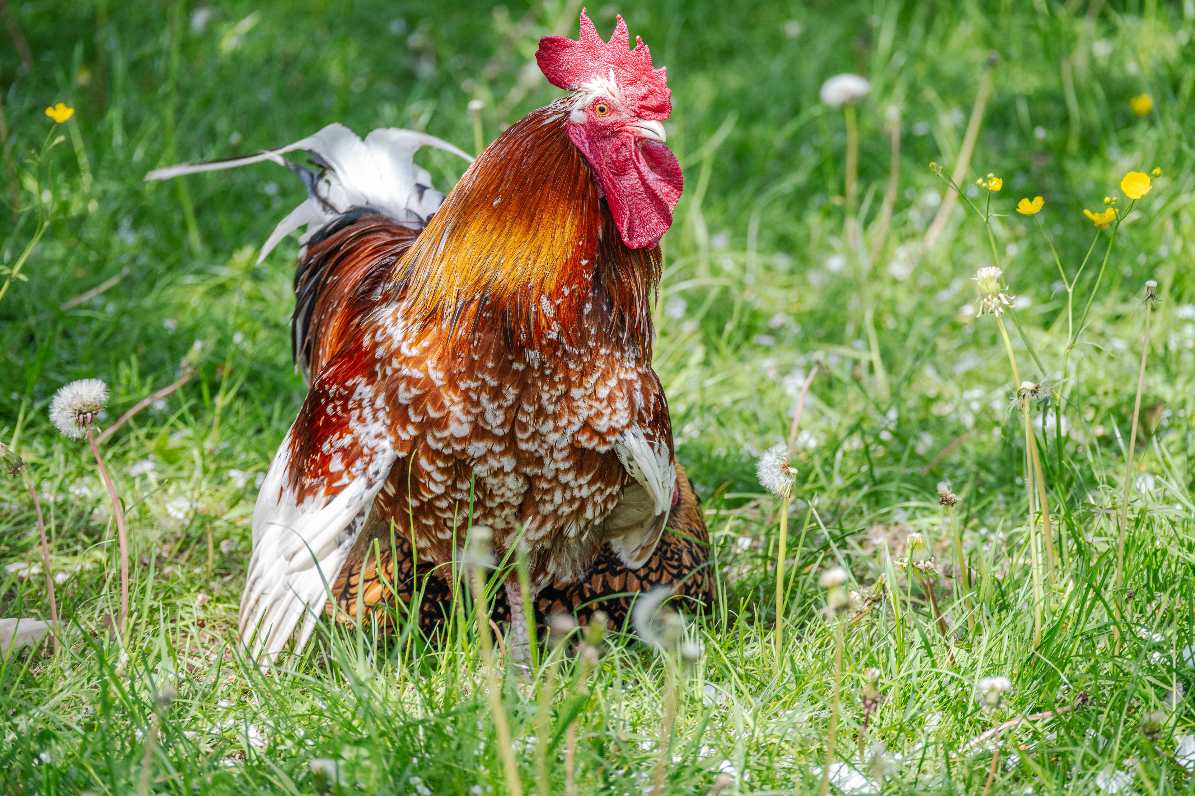 Hahn am Tag der Arbeit