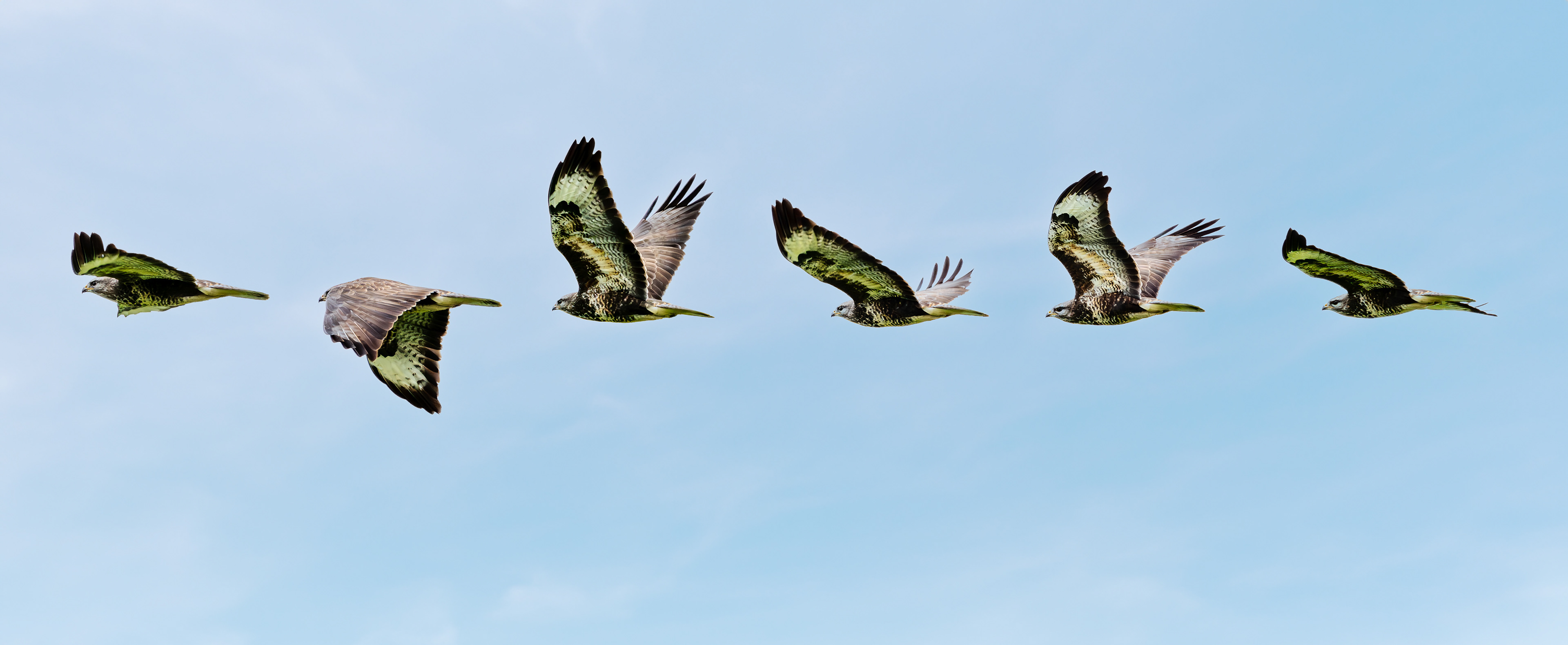 Bussard Flugimpressionen