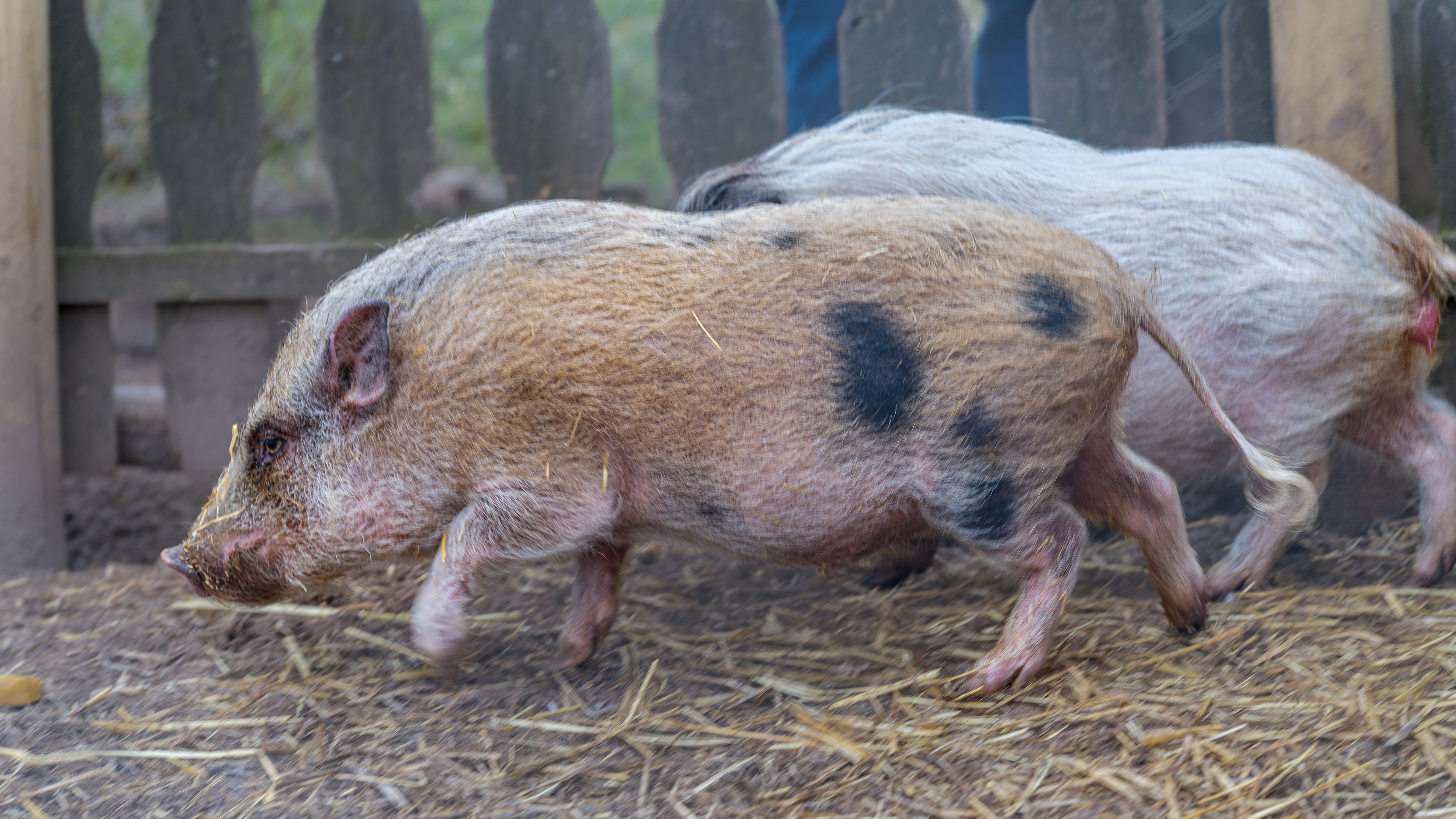 04.02.2025 - Sechselberg