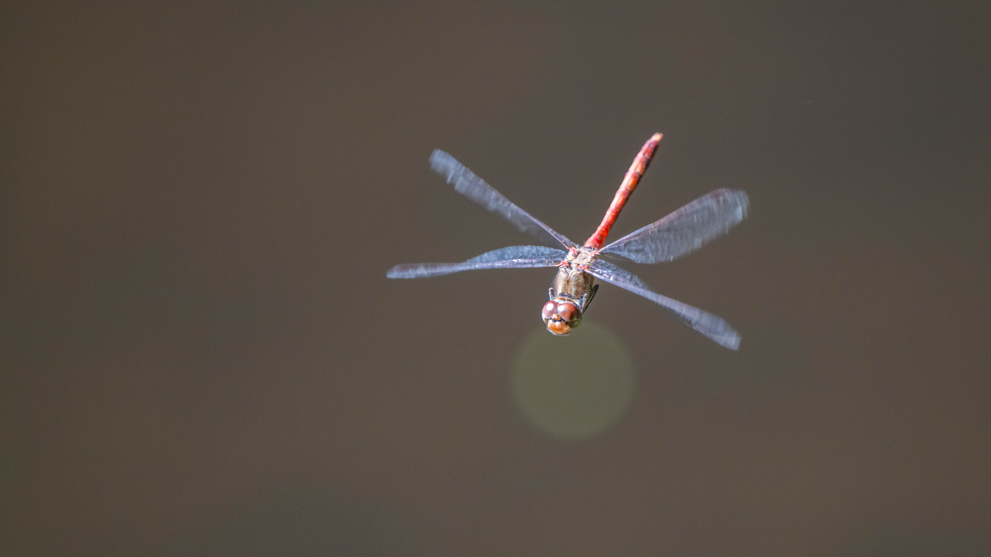 Rote Heidelibelle