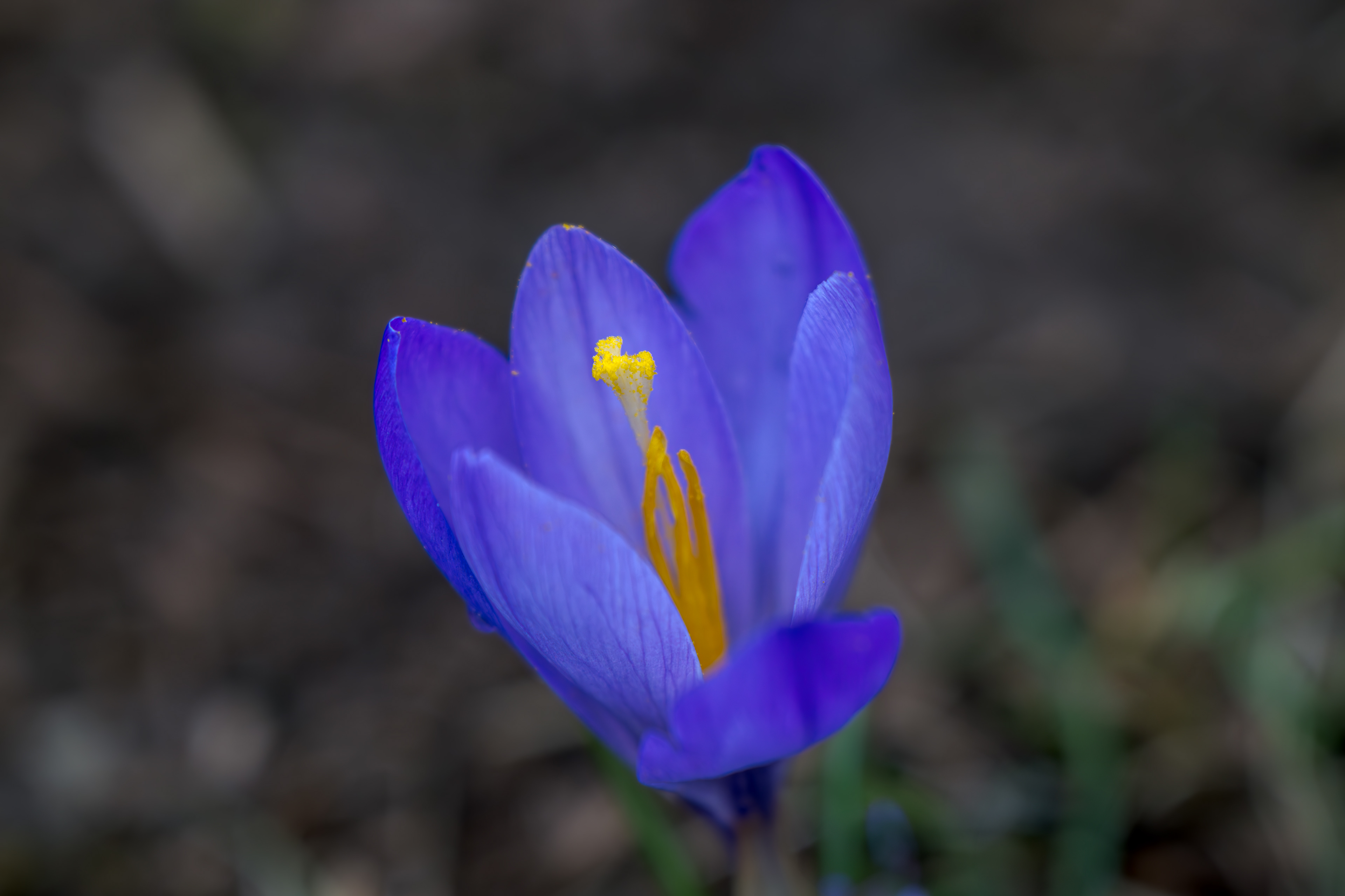 Krokus 11.02.2024 Zavelstein