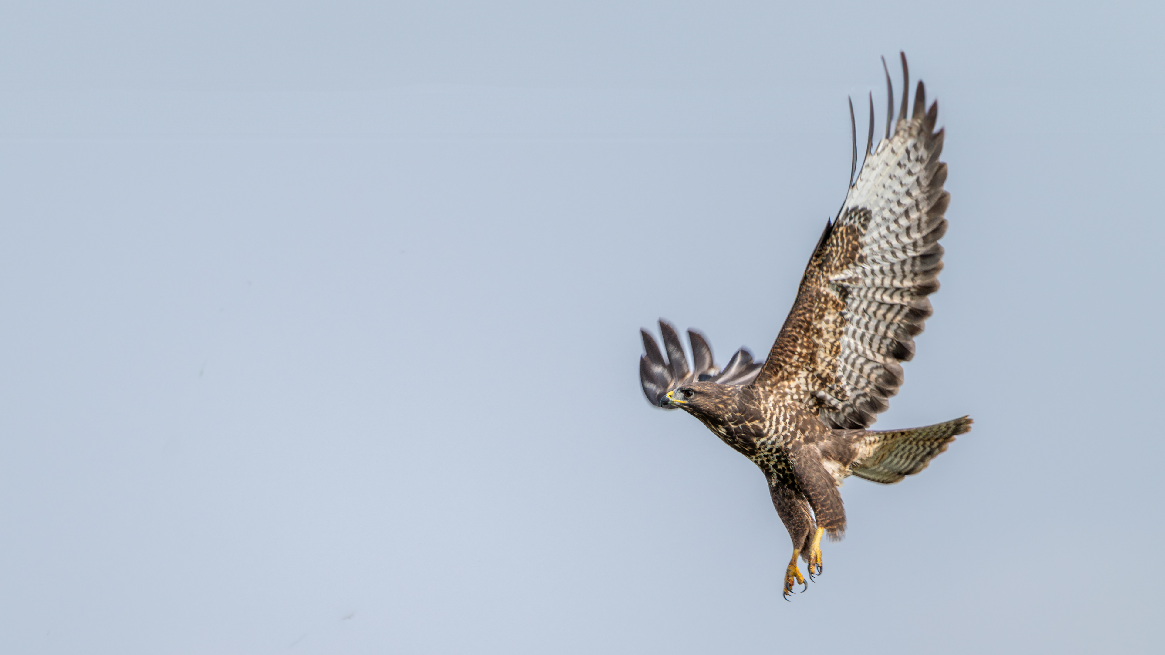 Bussard Abflug 2