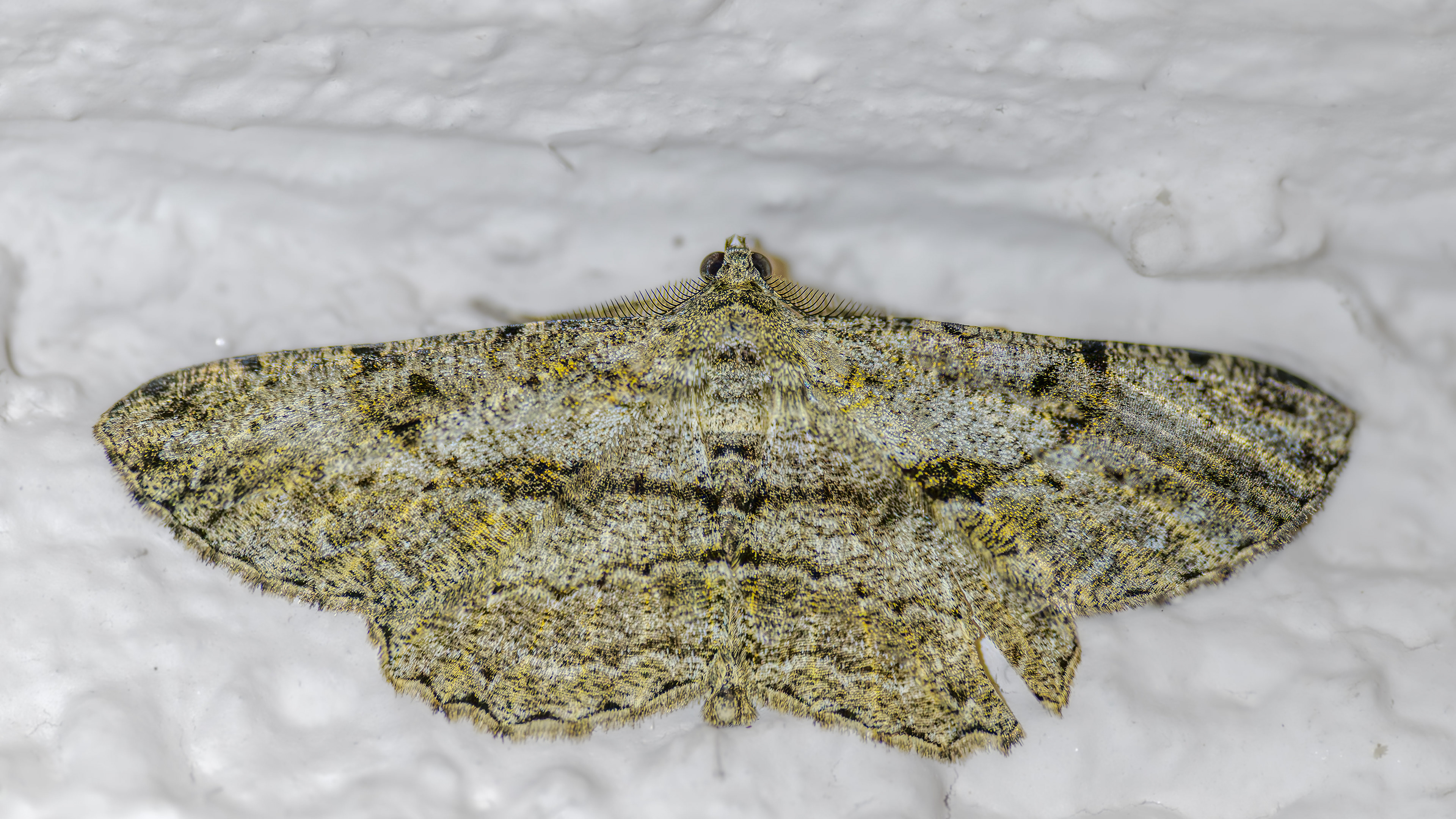 Rauten-Rindenspanner am 31.08.2024