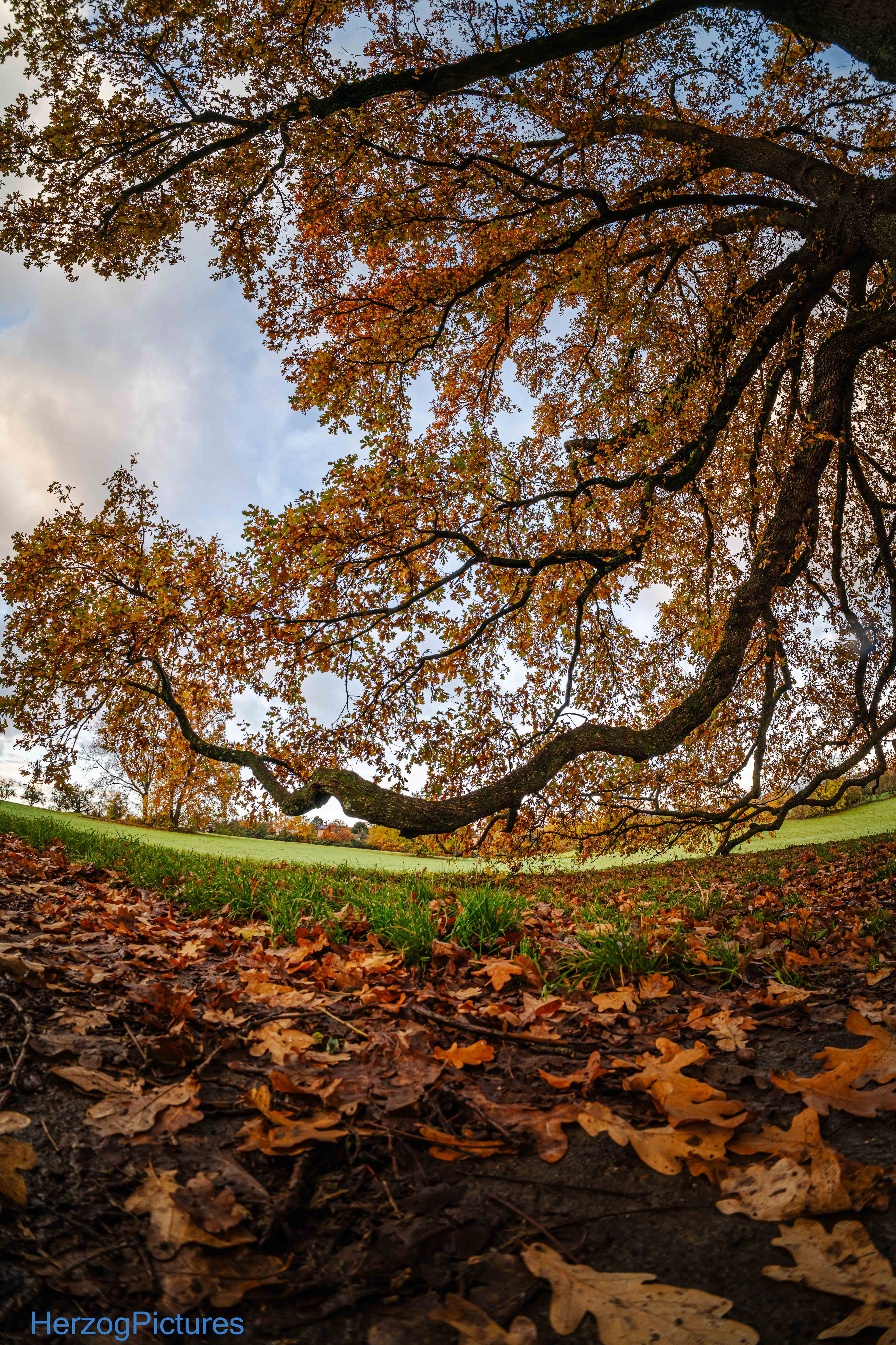 Die Eiche hängt tief