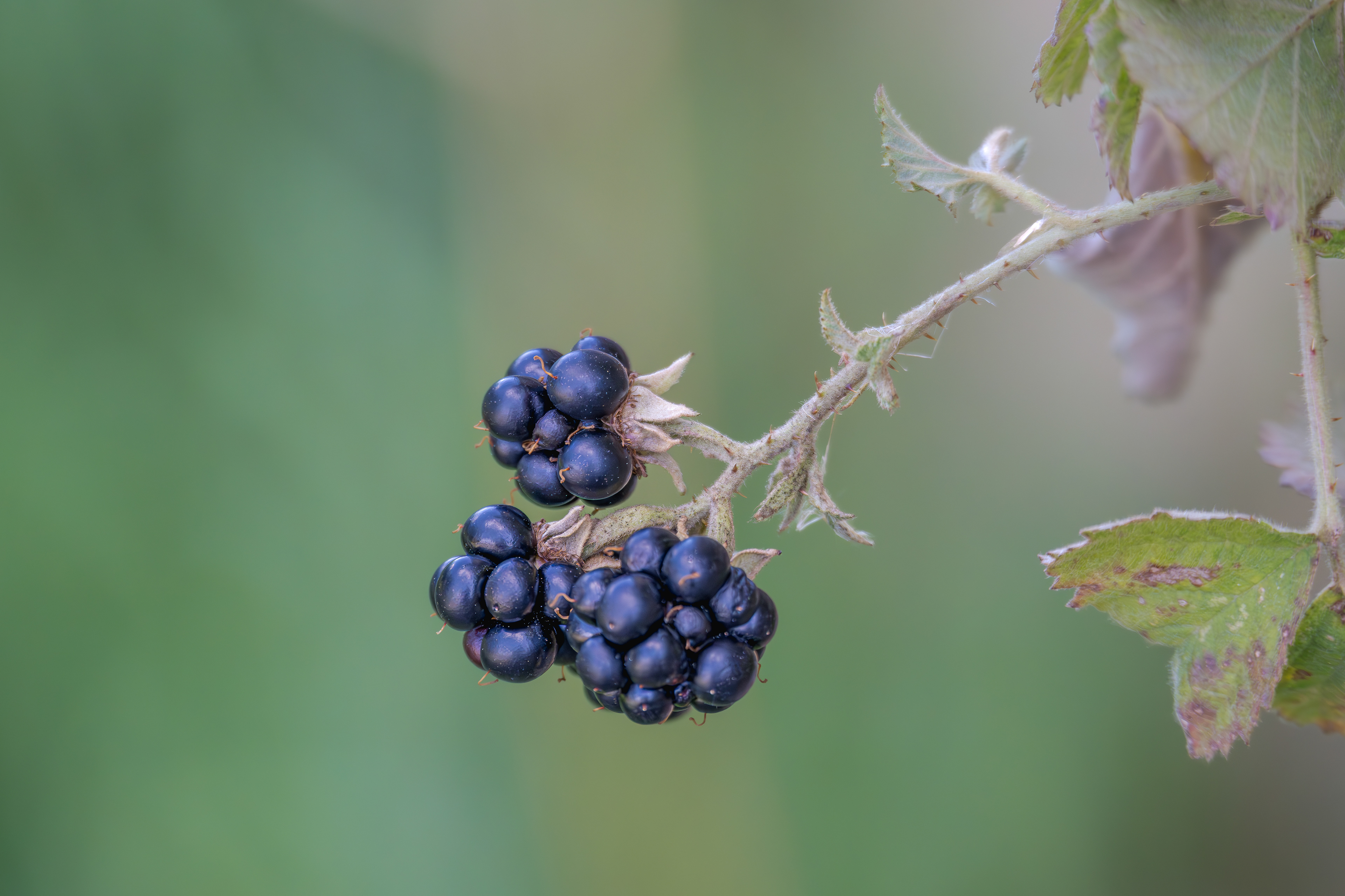 Brombeere