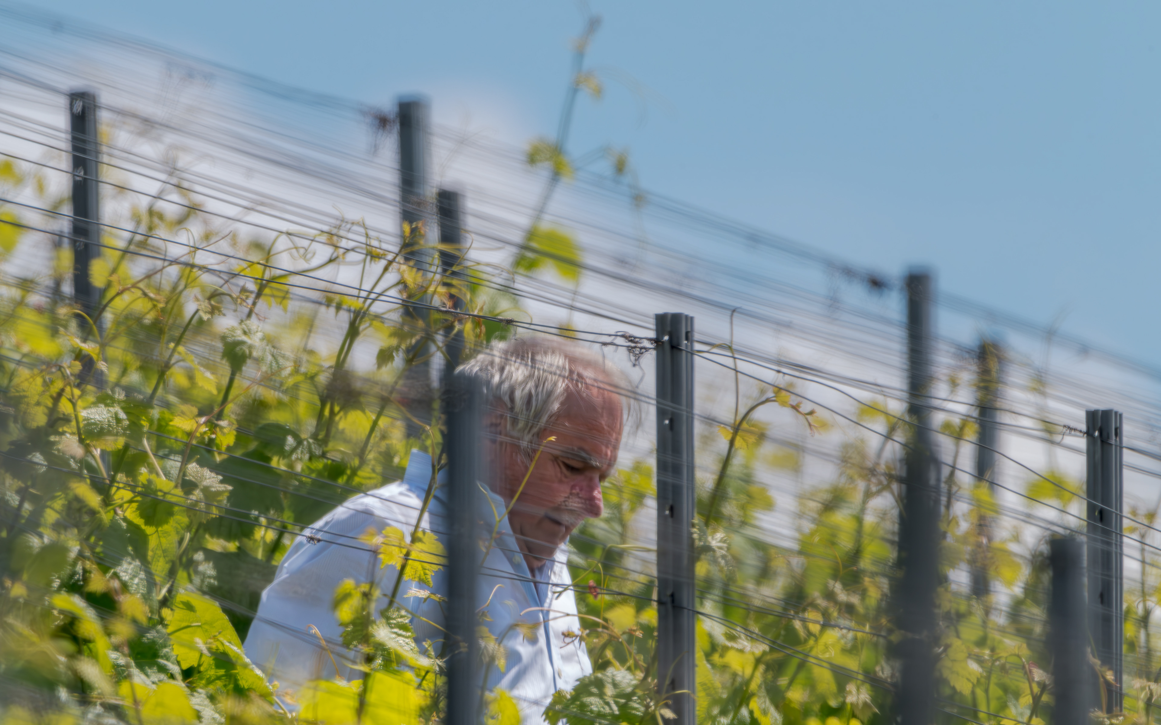 Qualitätskontrolle im Weinberg