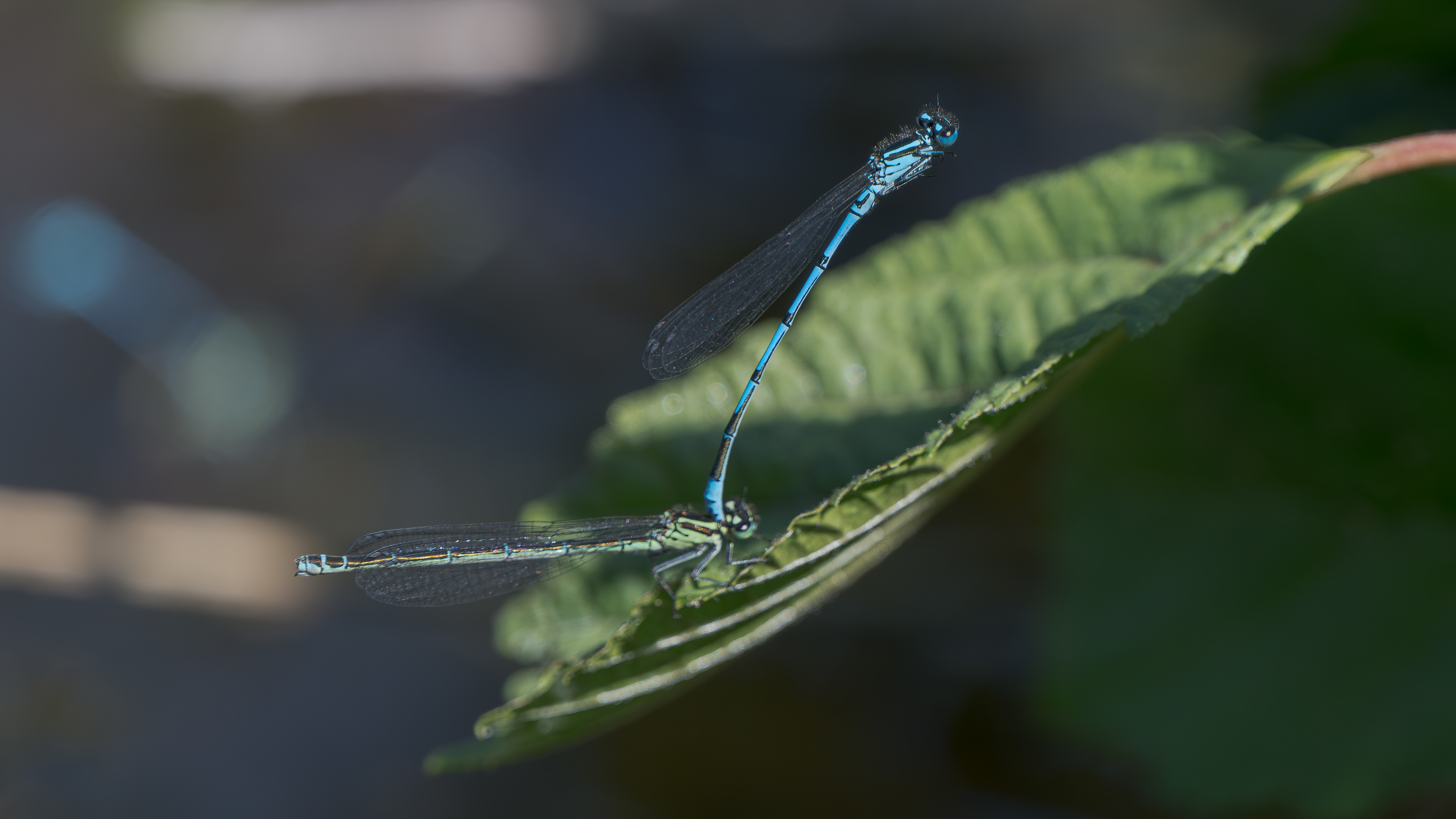 Gemeine Becherjunger