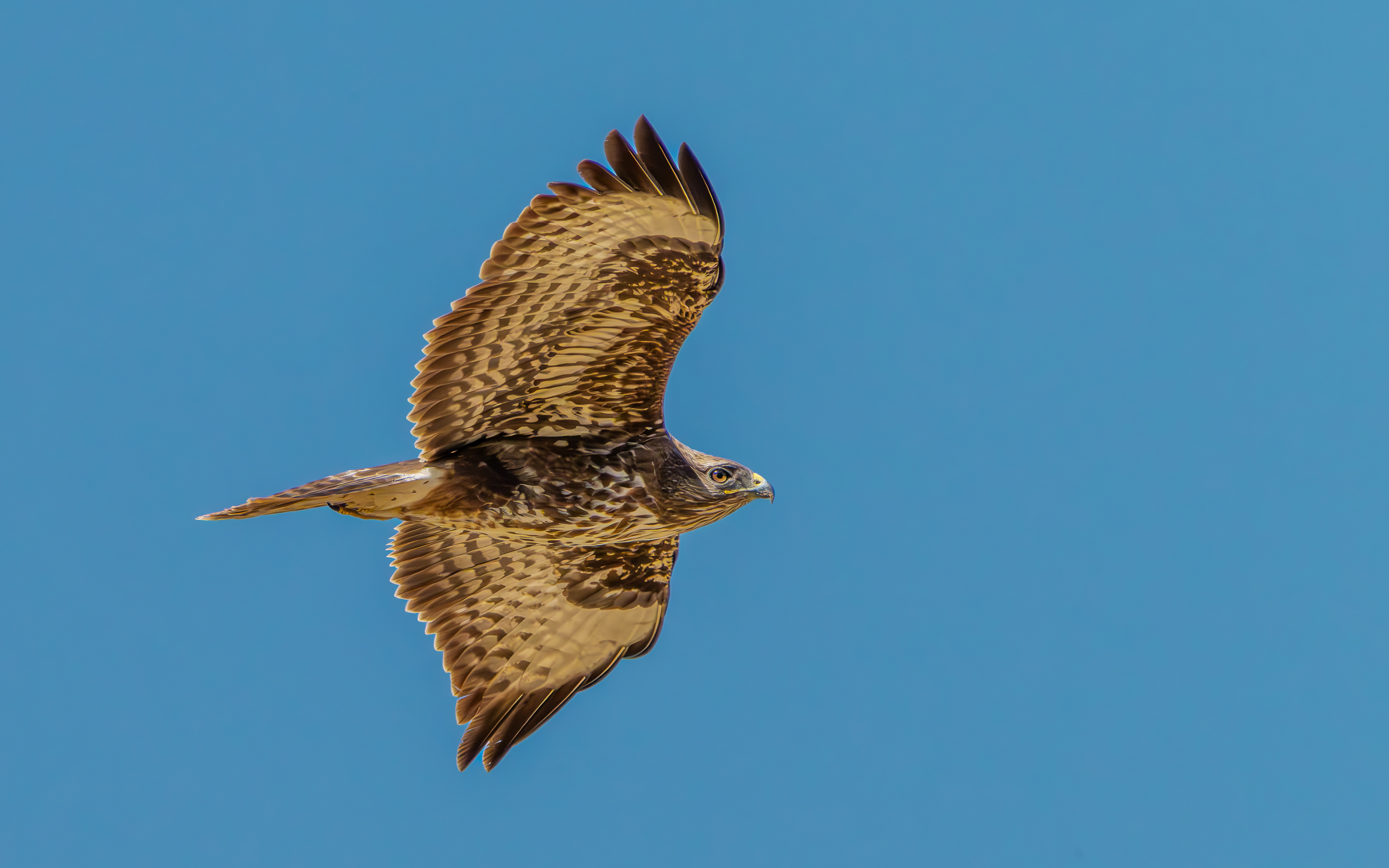 Mäusebussard  am  08.04.2025