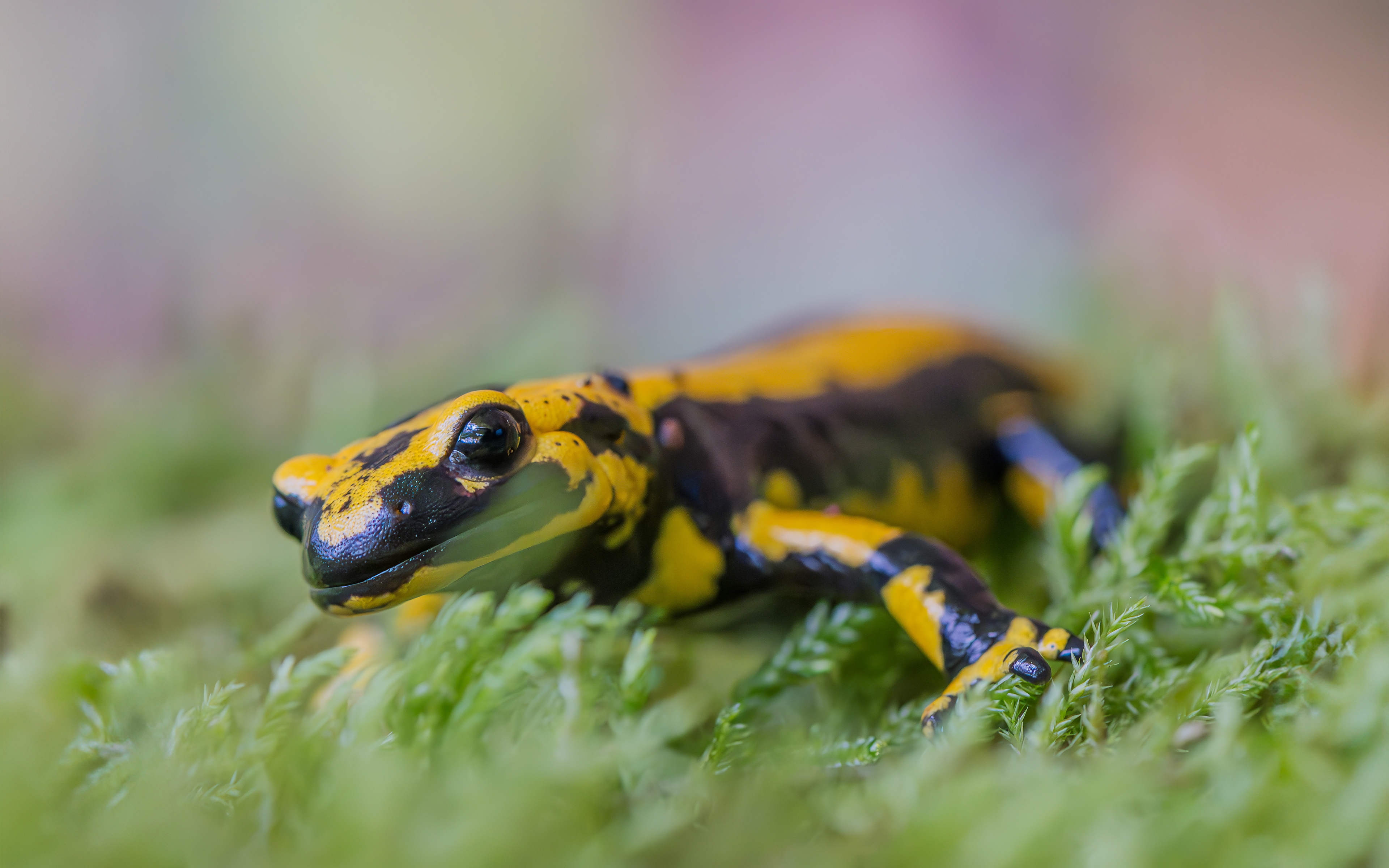 Feuersalamander