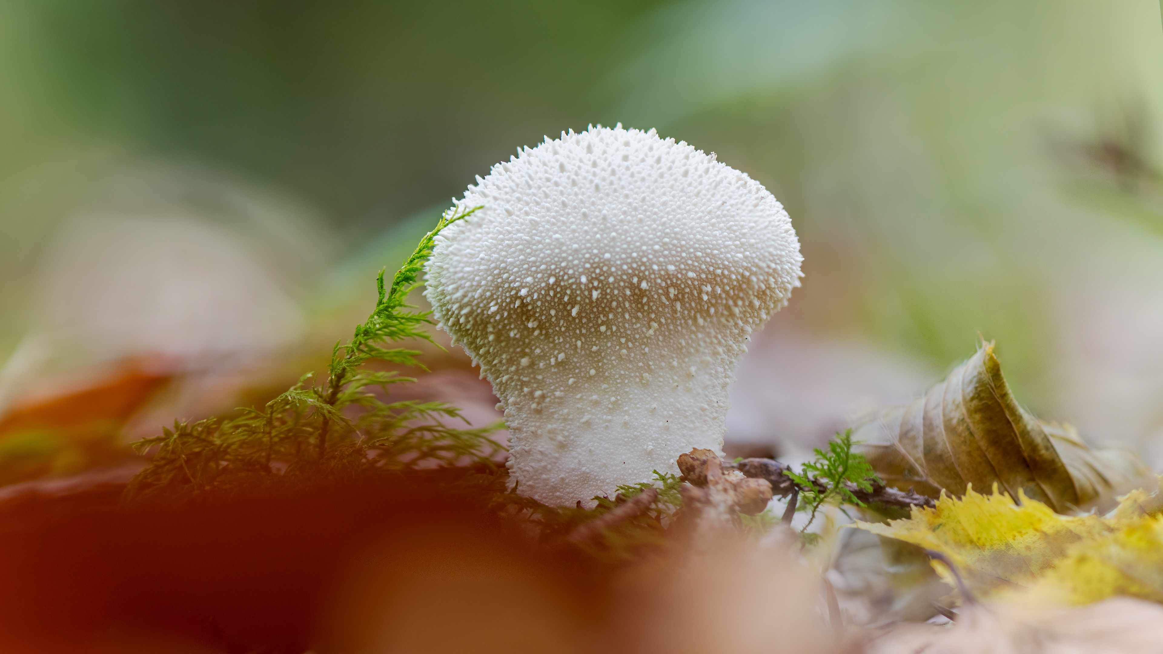Flaschen-Stäubling am 22.10.2024