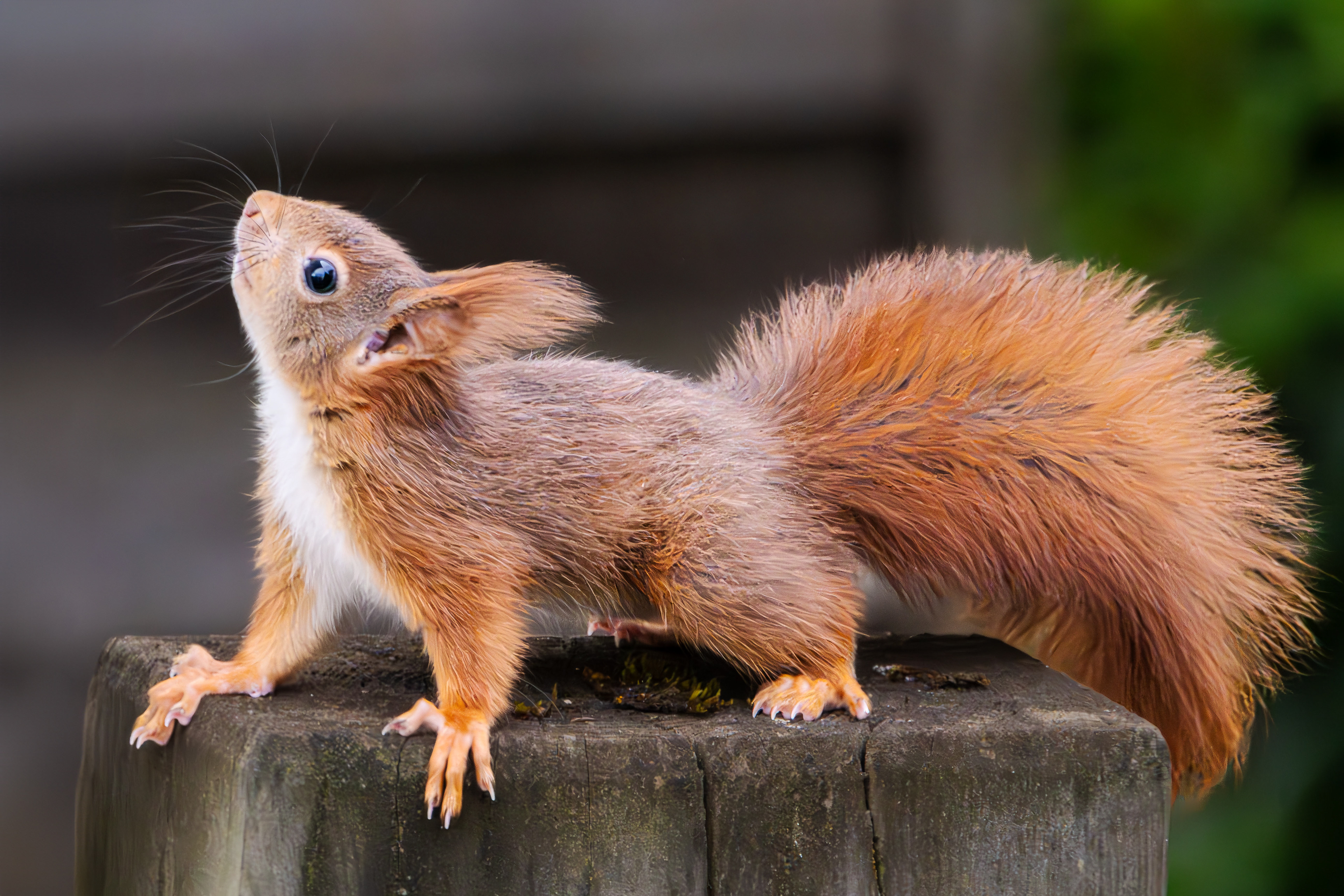 Eichhörnchen am 02.05.2024