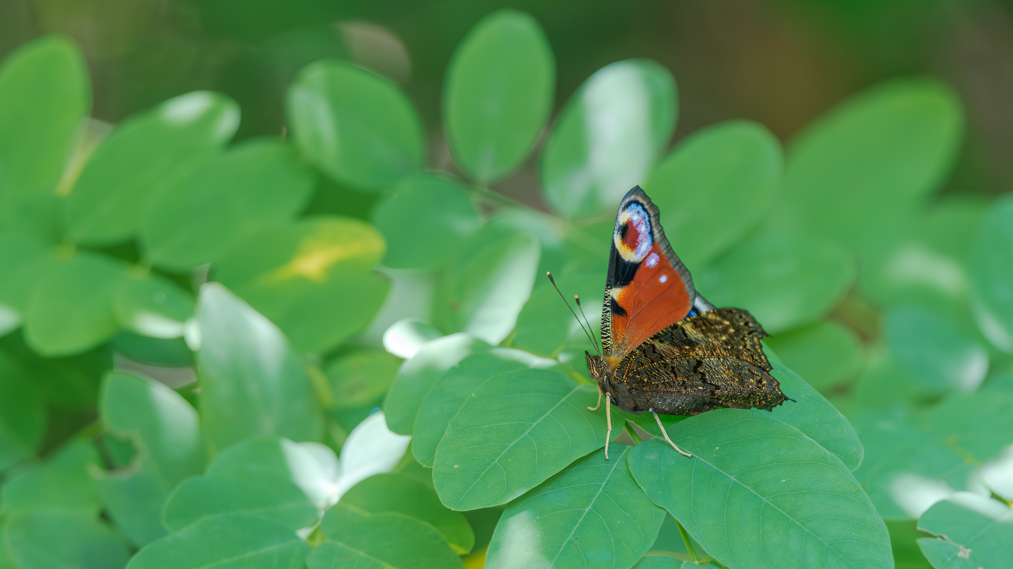 Tagpfauenauge am 09.07.2024