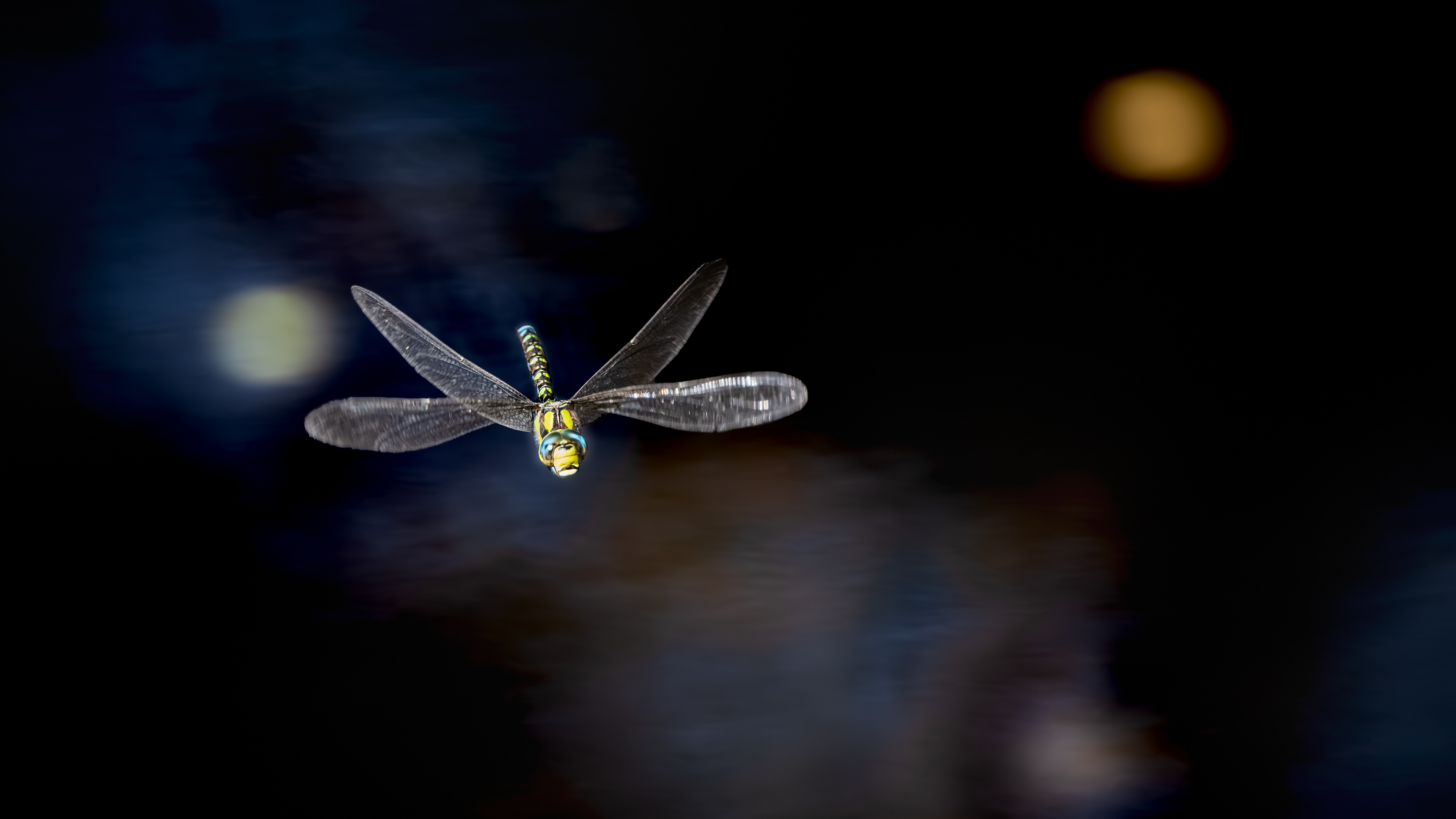 Blaugrüne Mosaikjungfer