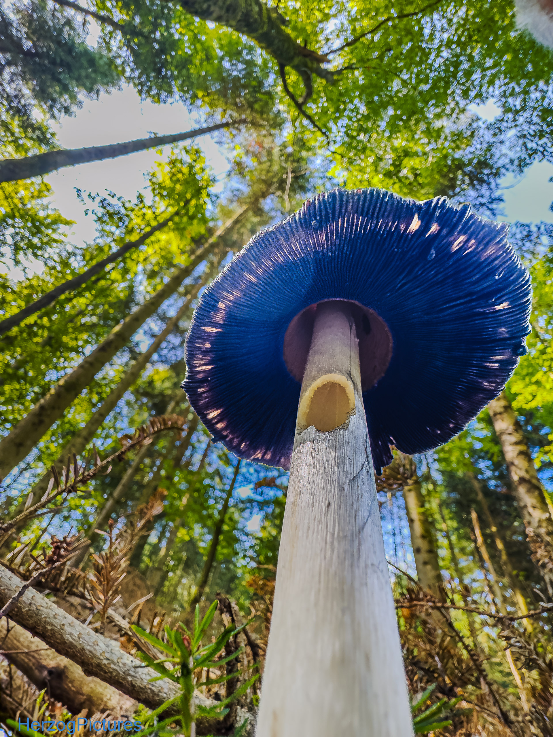 Tag der Deutschen Einheit