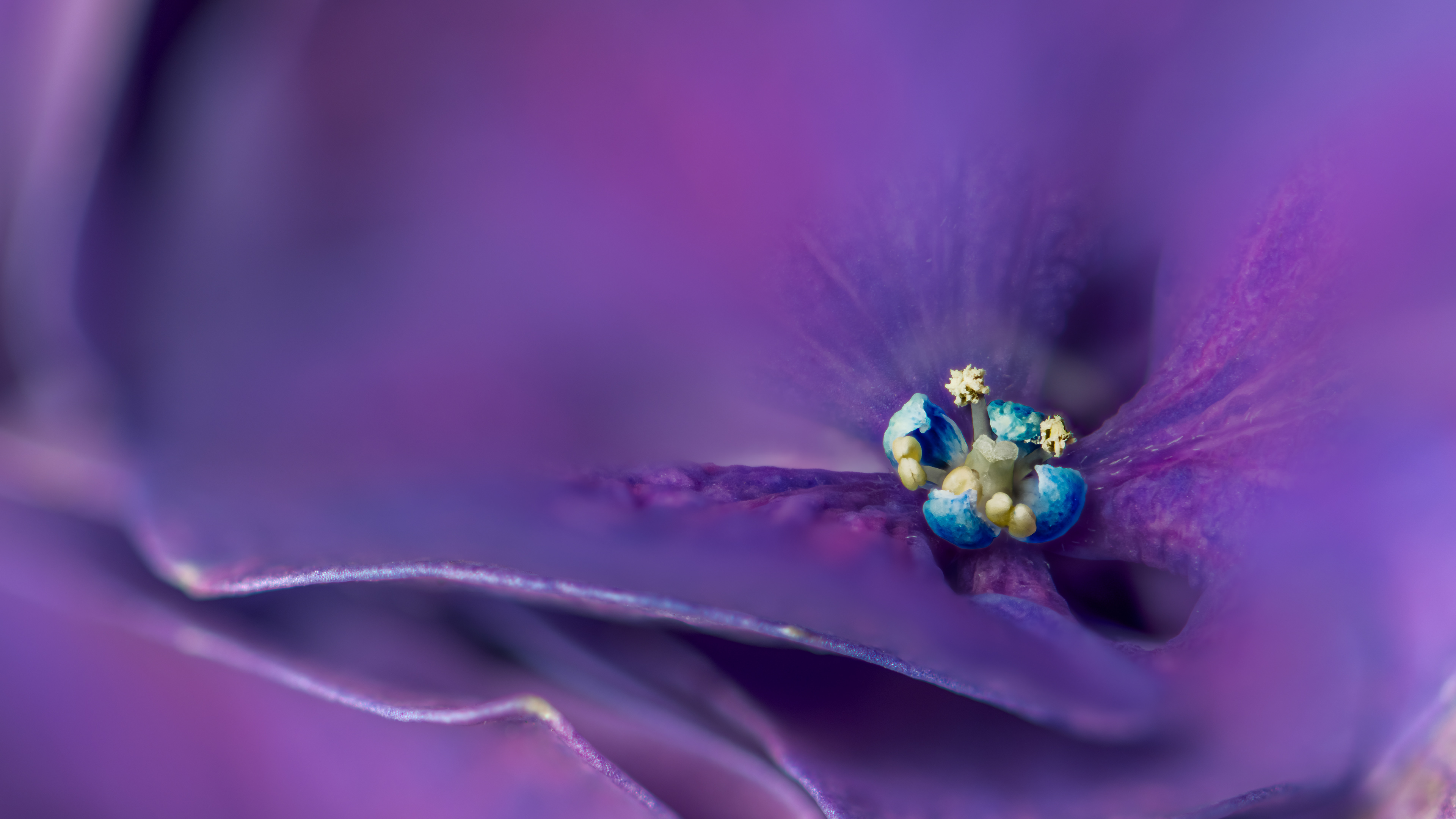 Hortensie am 02.08.2024 von Frau Wienss