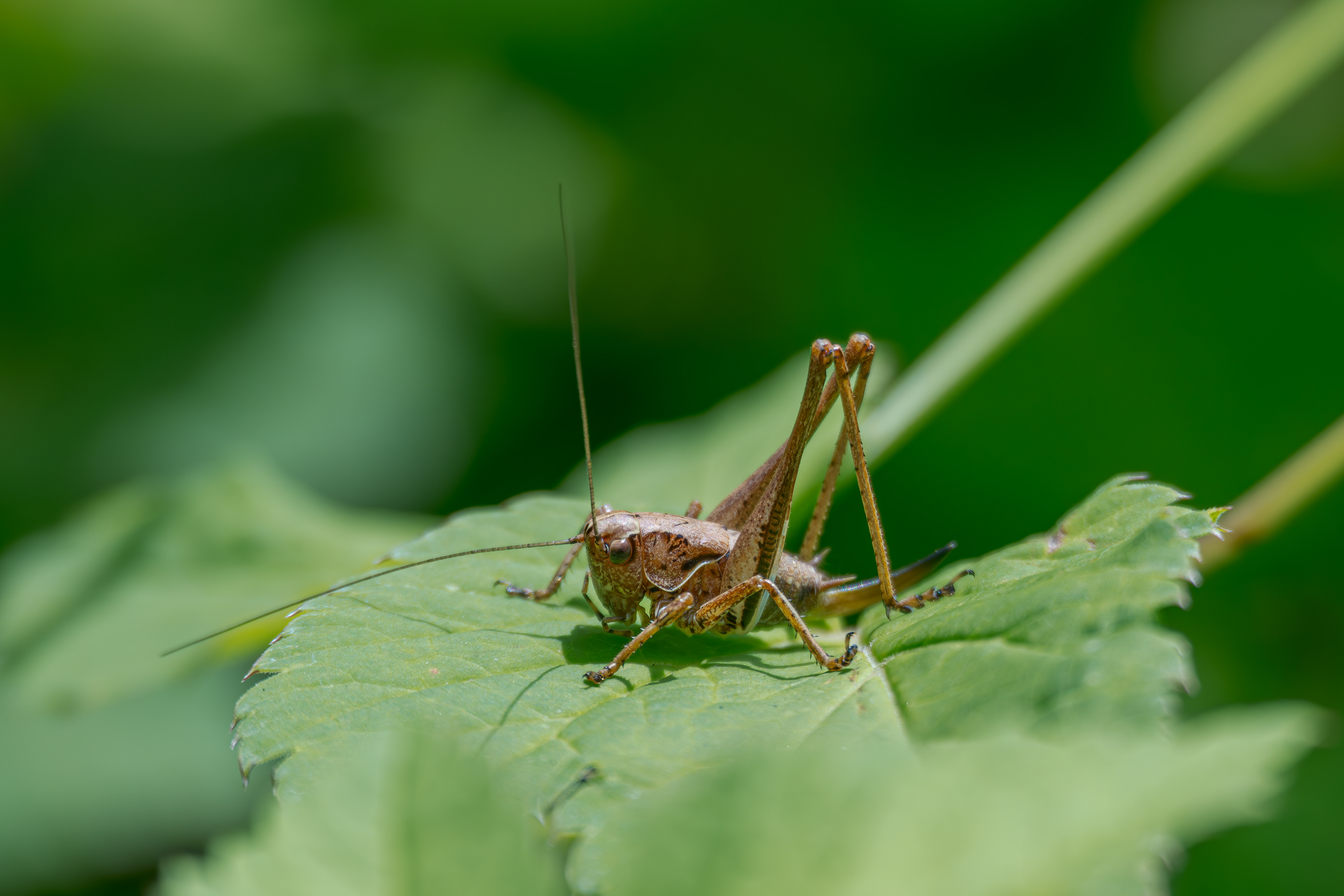 Weibchen der gemeinen Strauchschrecke mit Ovipositor am 07.07.2024