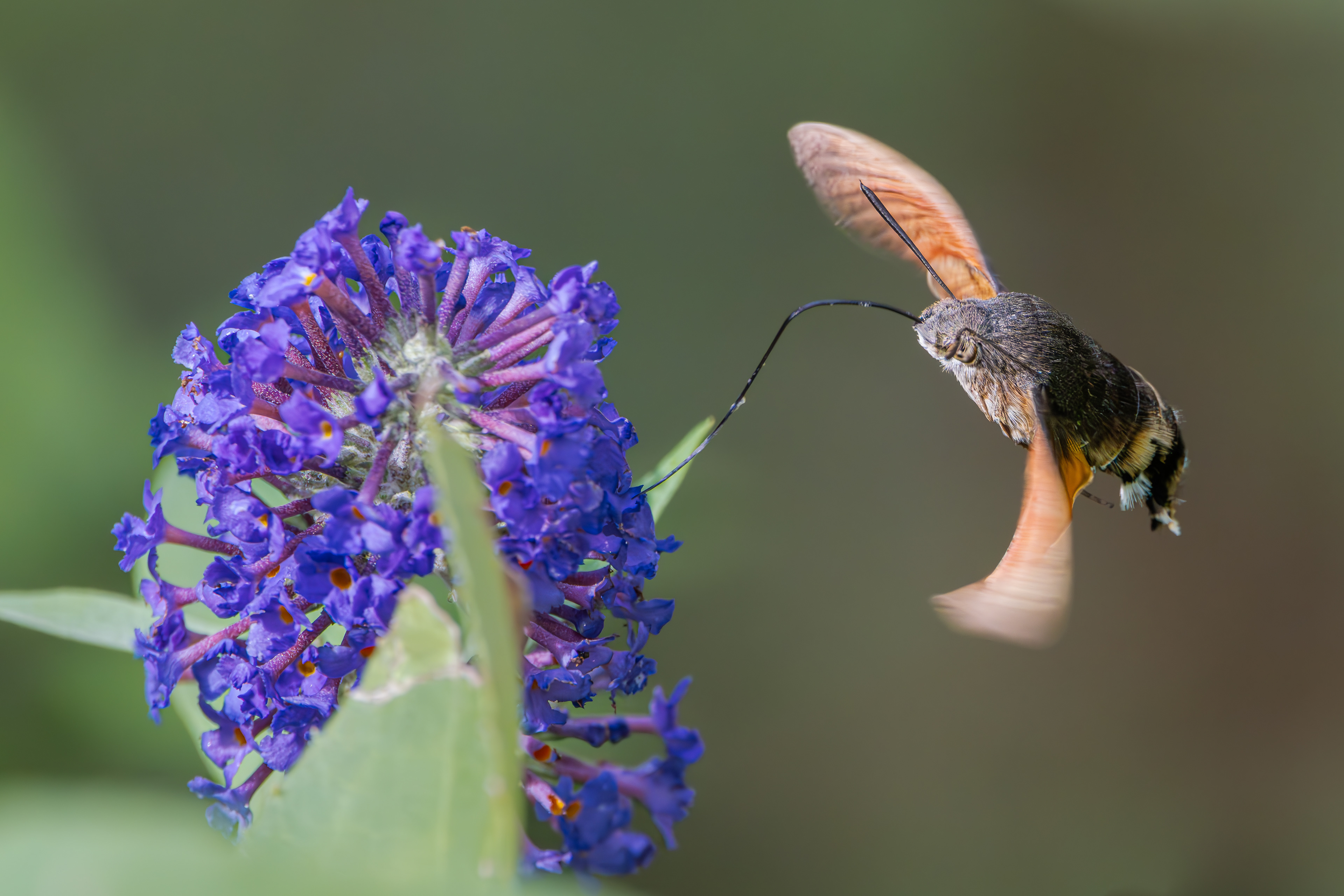 Taubenschwänzchen an Flieder am 22.09.2024