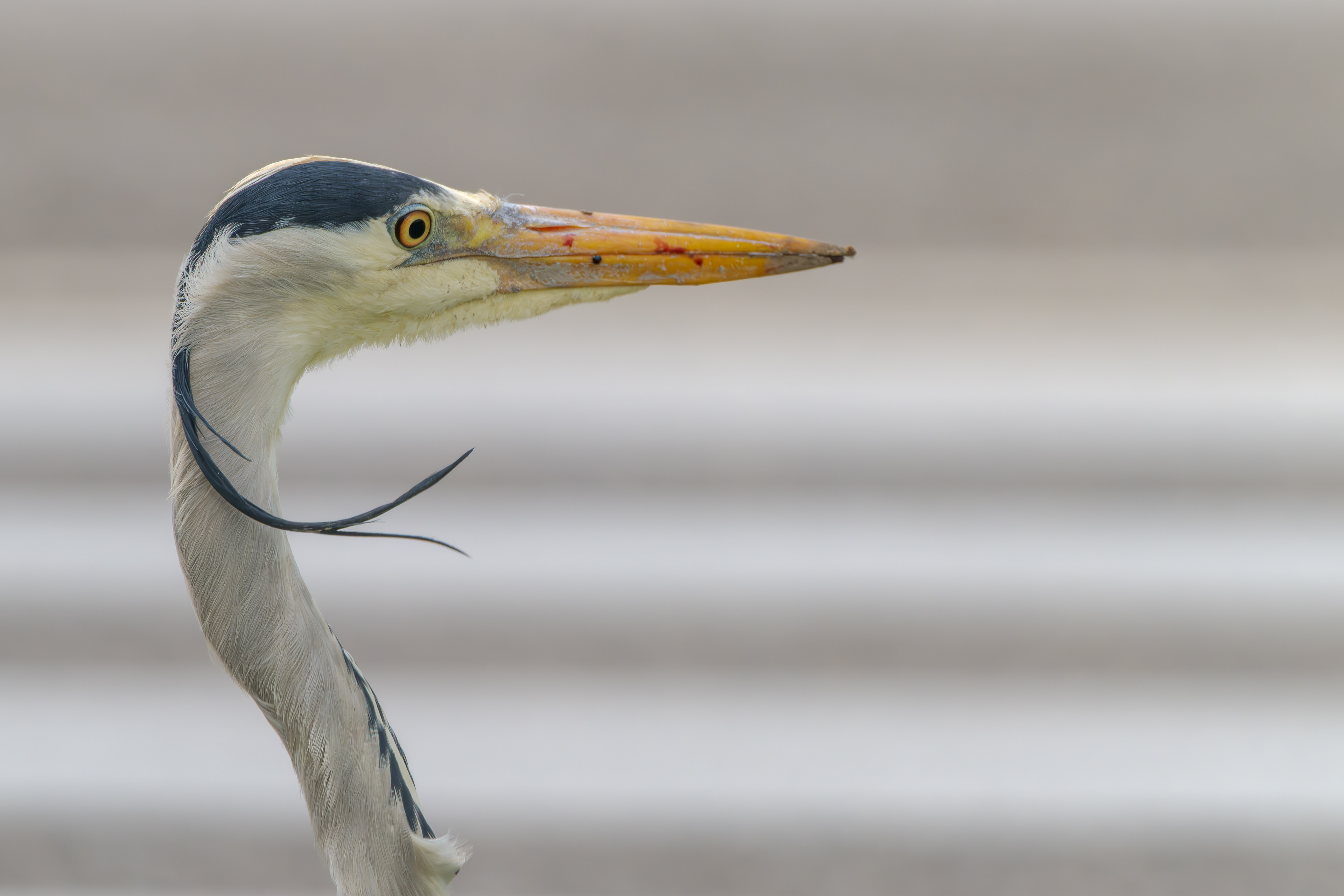 Beatle Graureiher am 26.04.2024