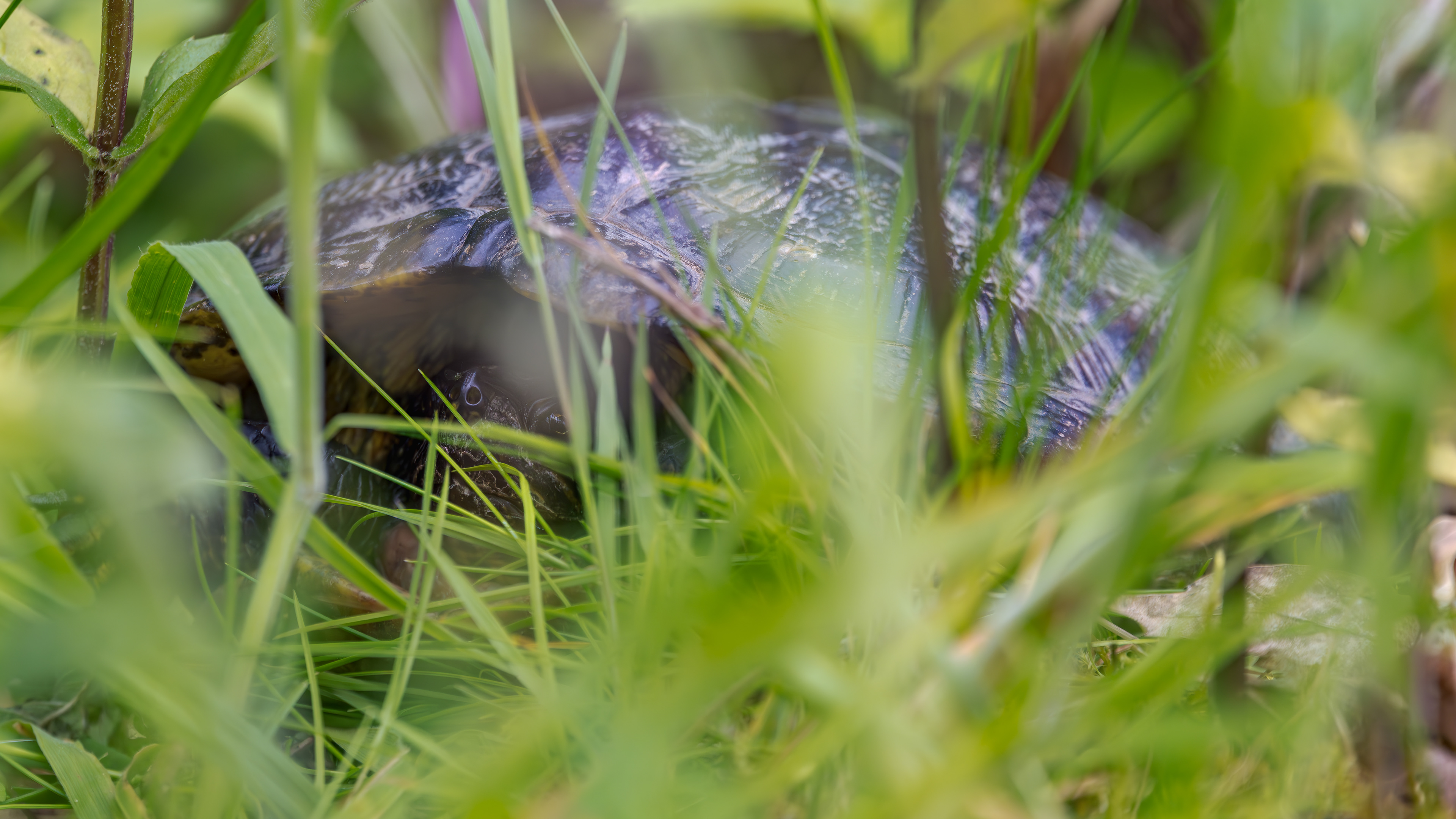 Wasserschildkröte