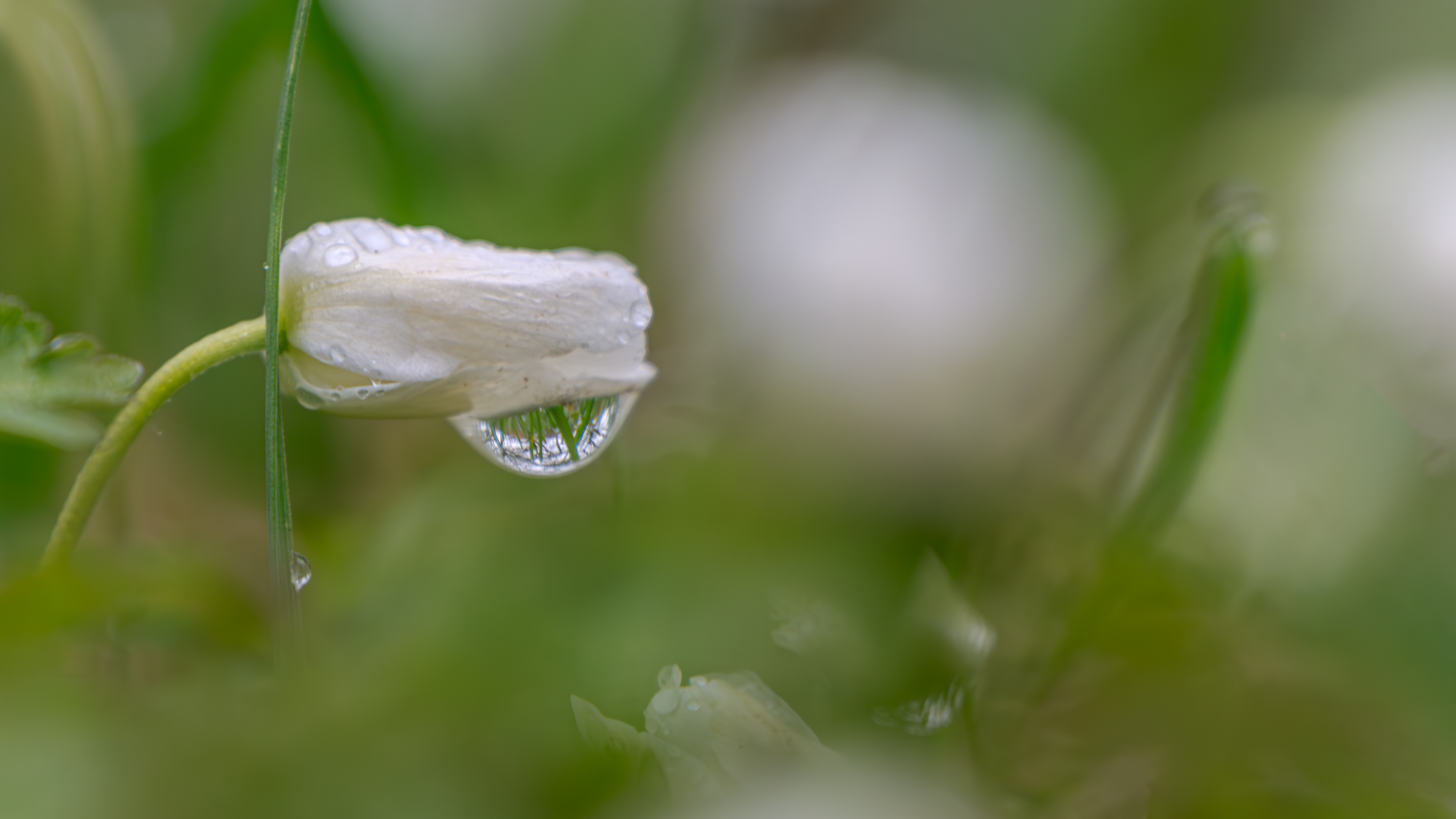 Die Welt im Tropfen am 13.03.2024