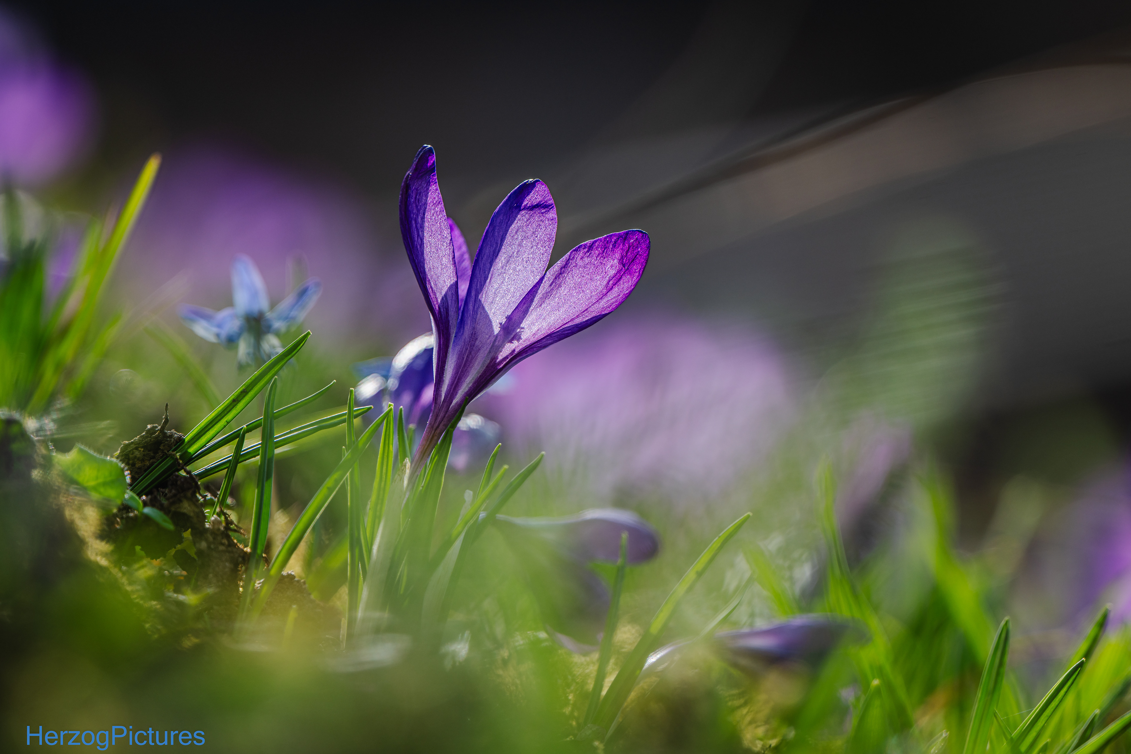 Krokus am 9. März 2026