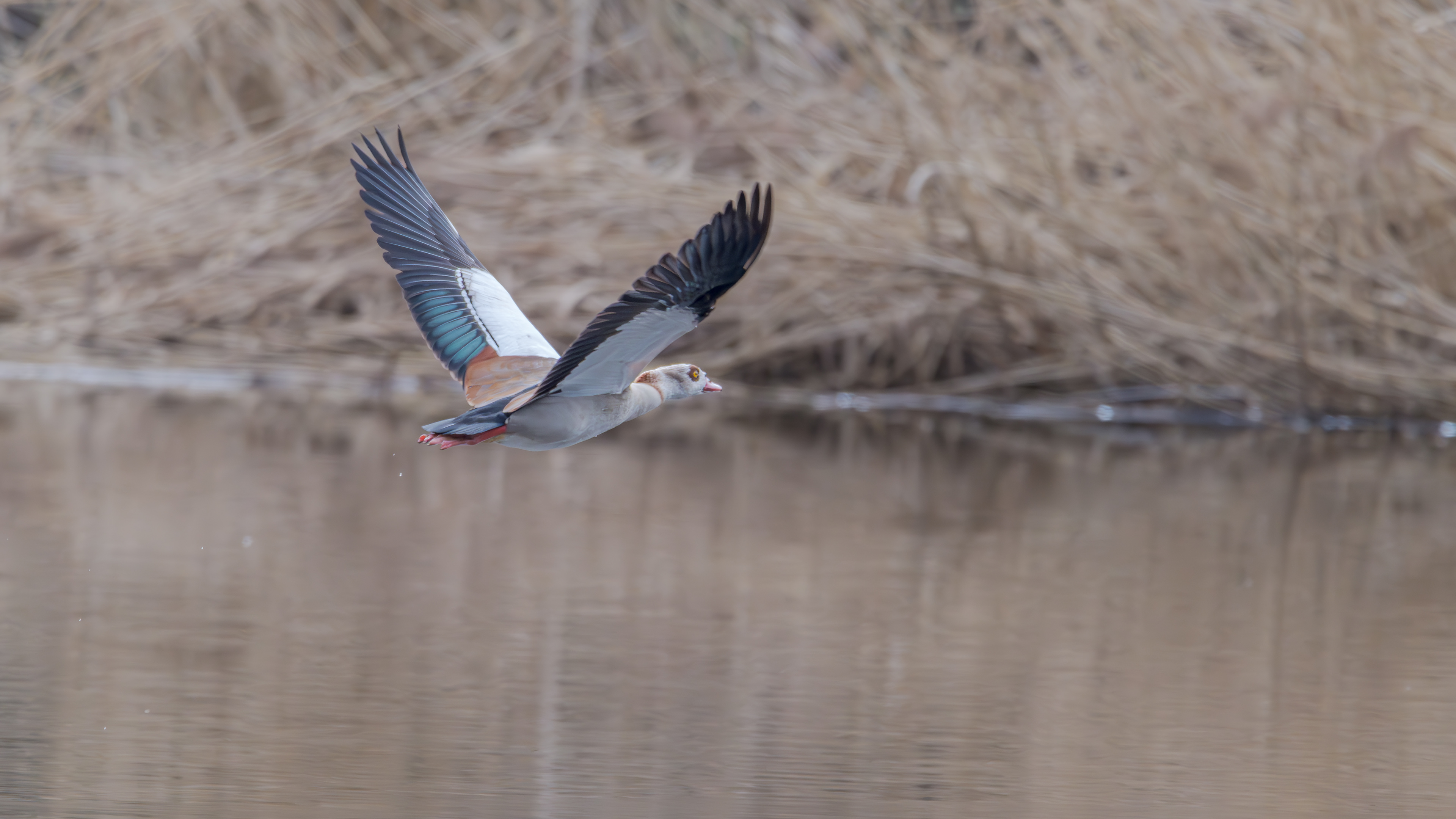 Nilgans am 26.03.2024