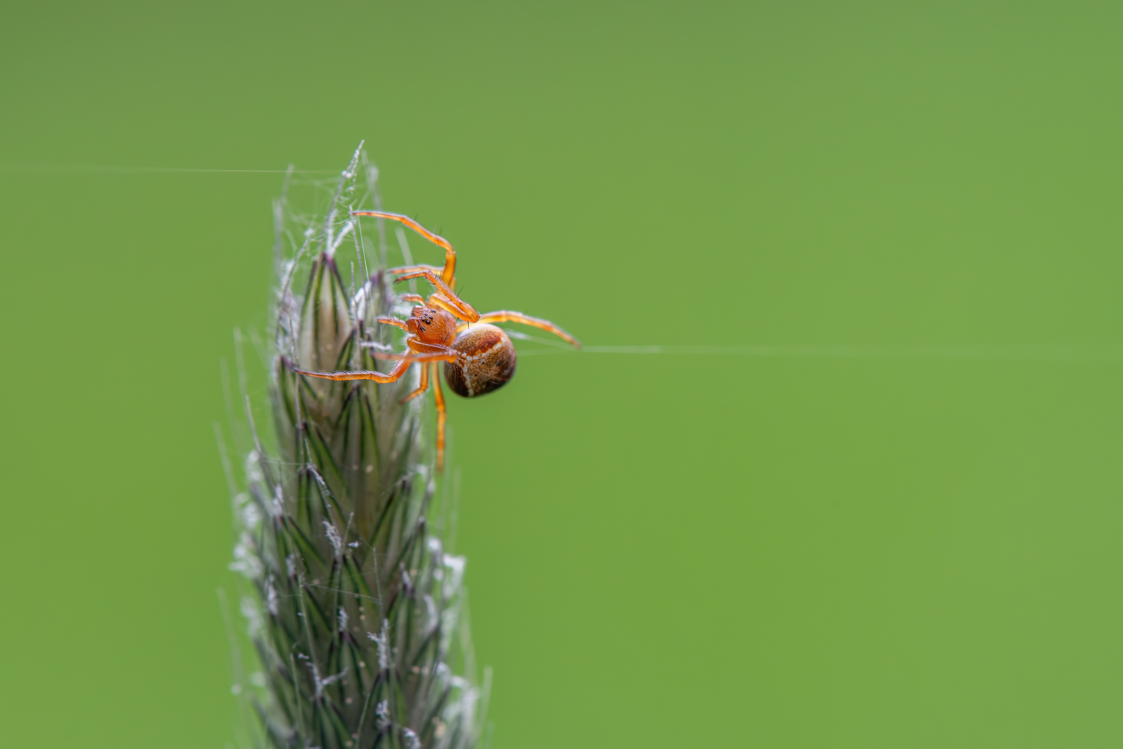 Cycliosa Fuliginata