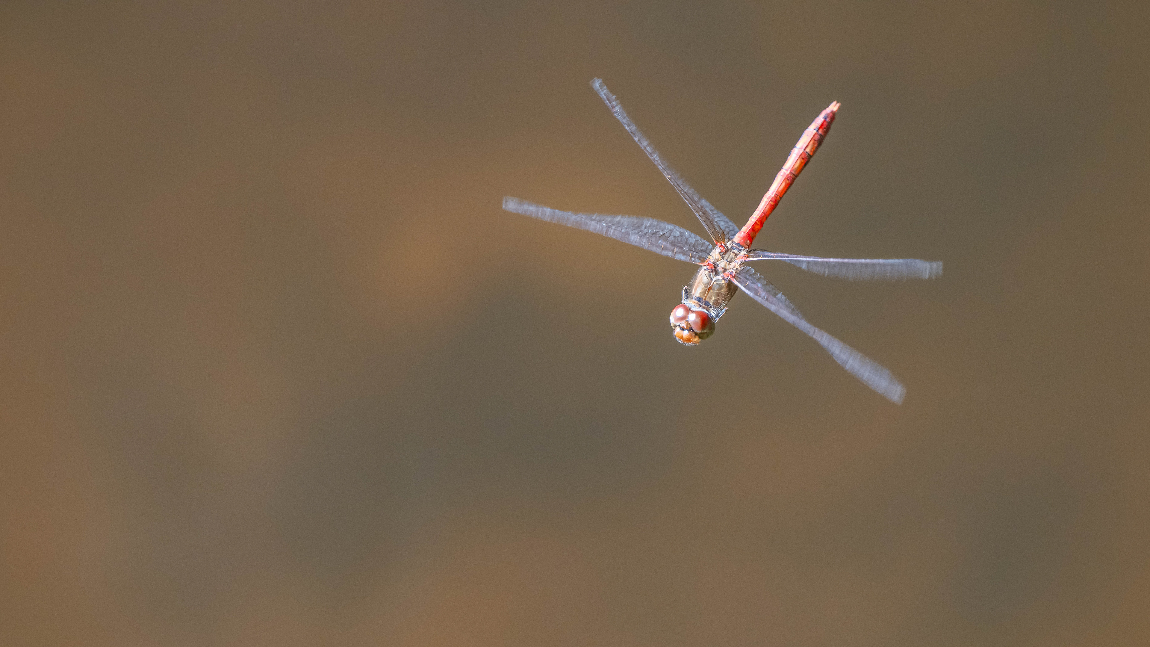 Rote Heidelibelle
