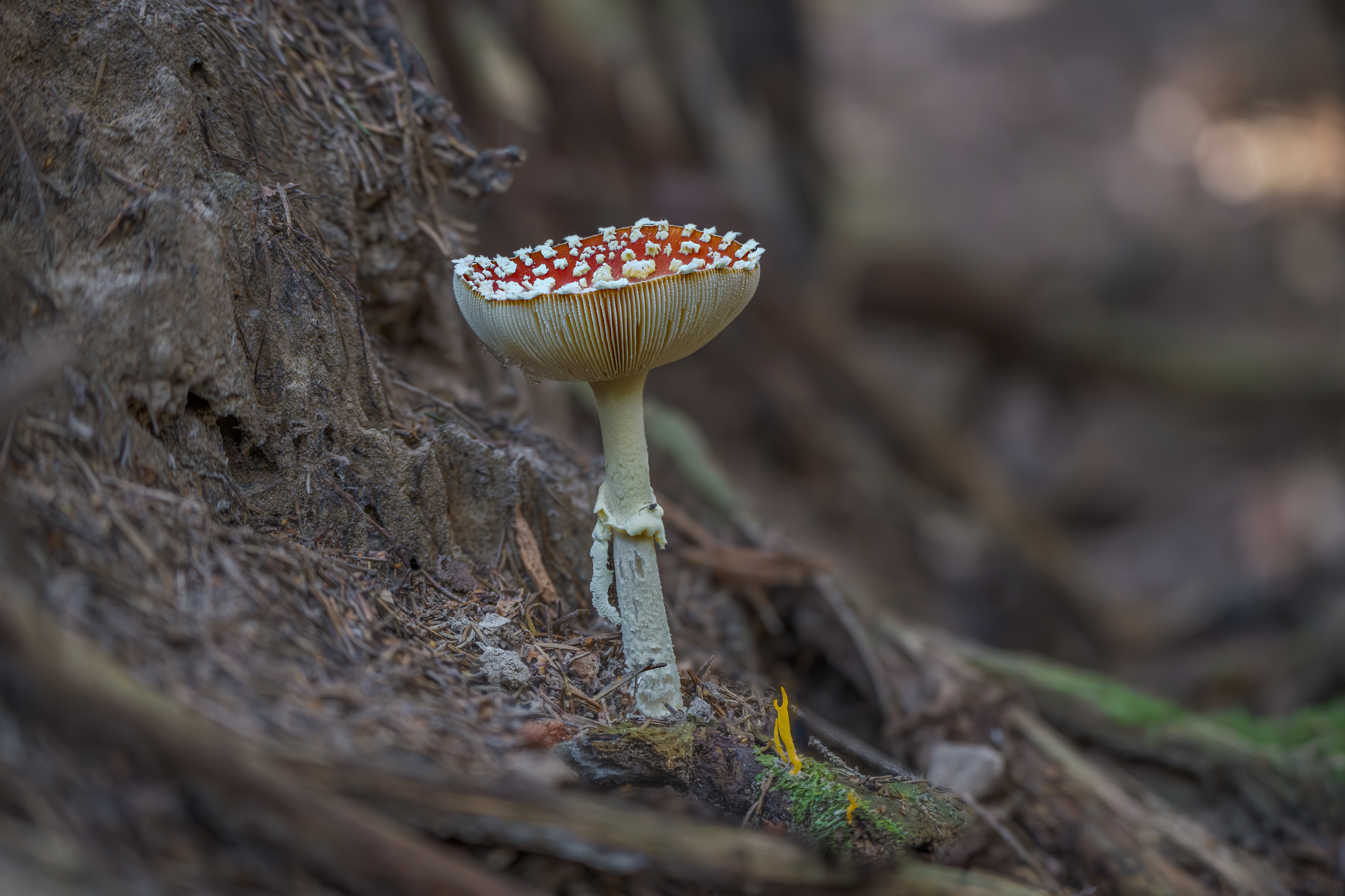 Fliegenpilz am 05.11.2024