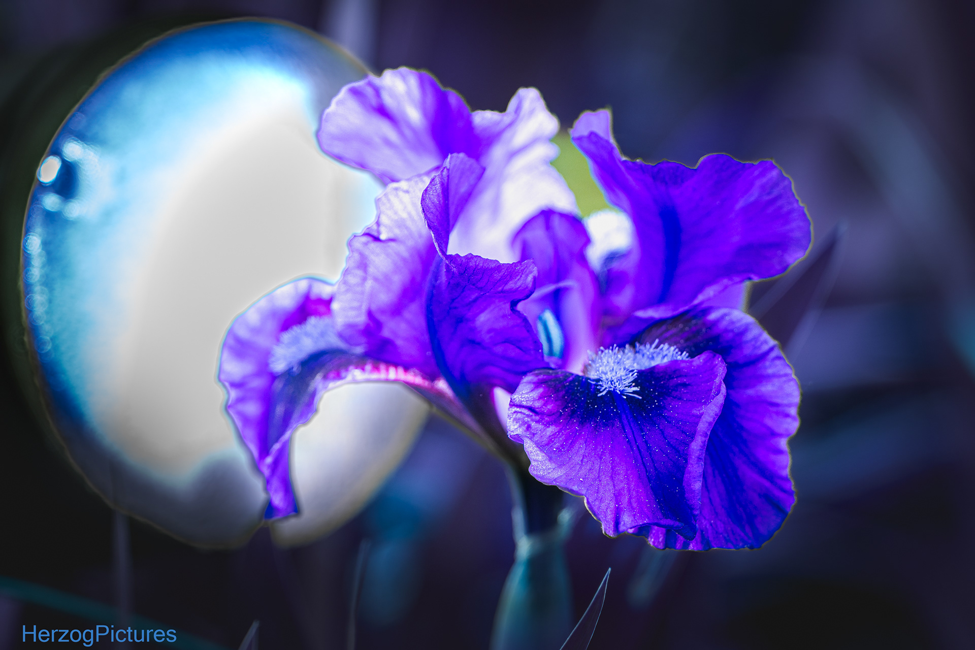 Iris am 26.04.2026