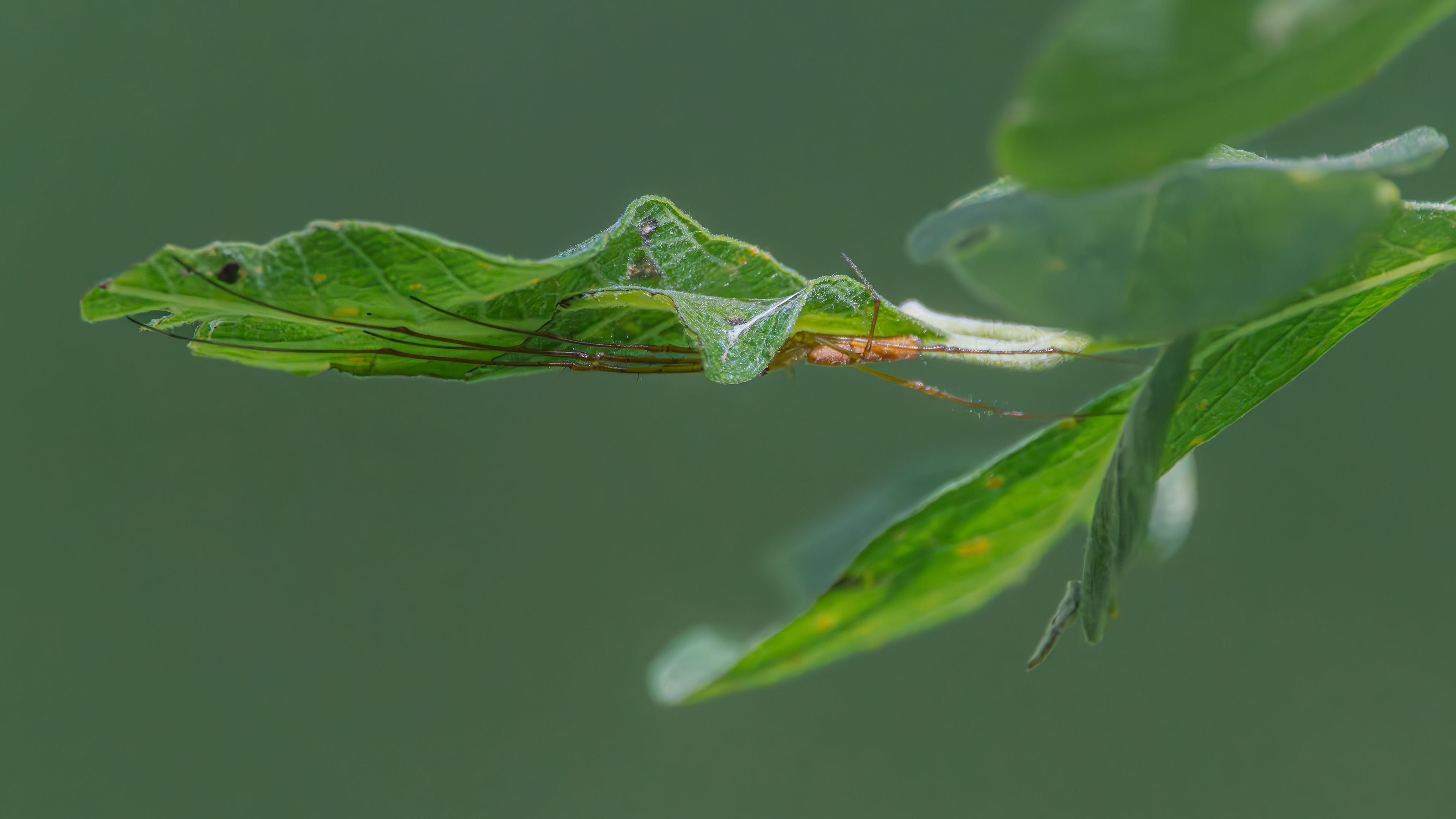 Streckerspinne