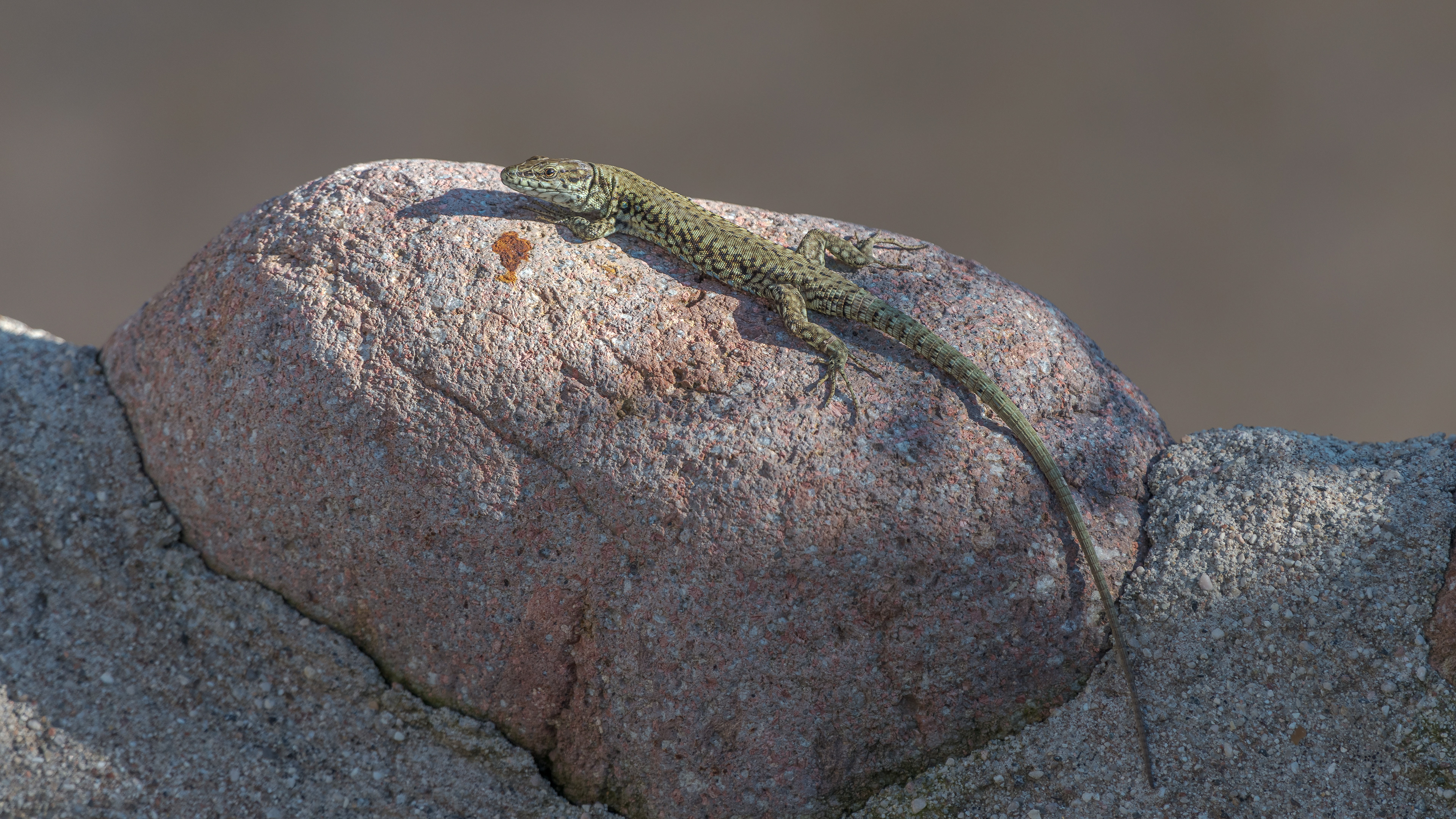 Mauereidechse am 01.06.2024