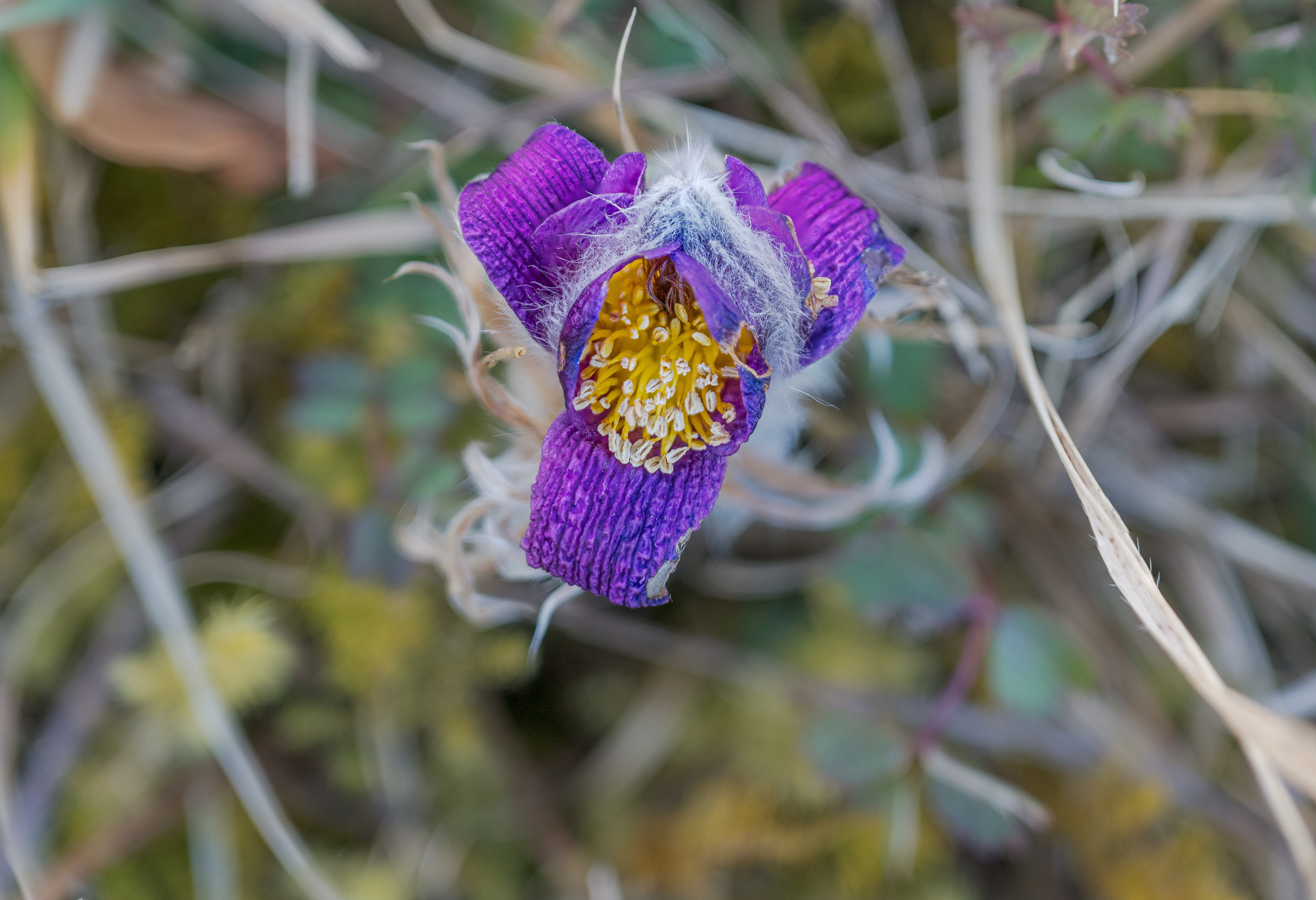 Der Vorbote vom Februar