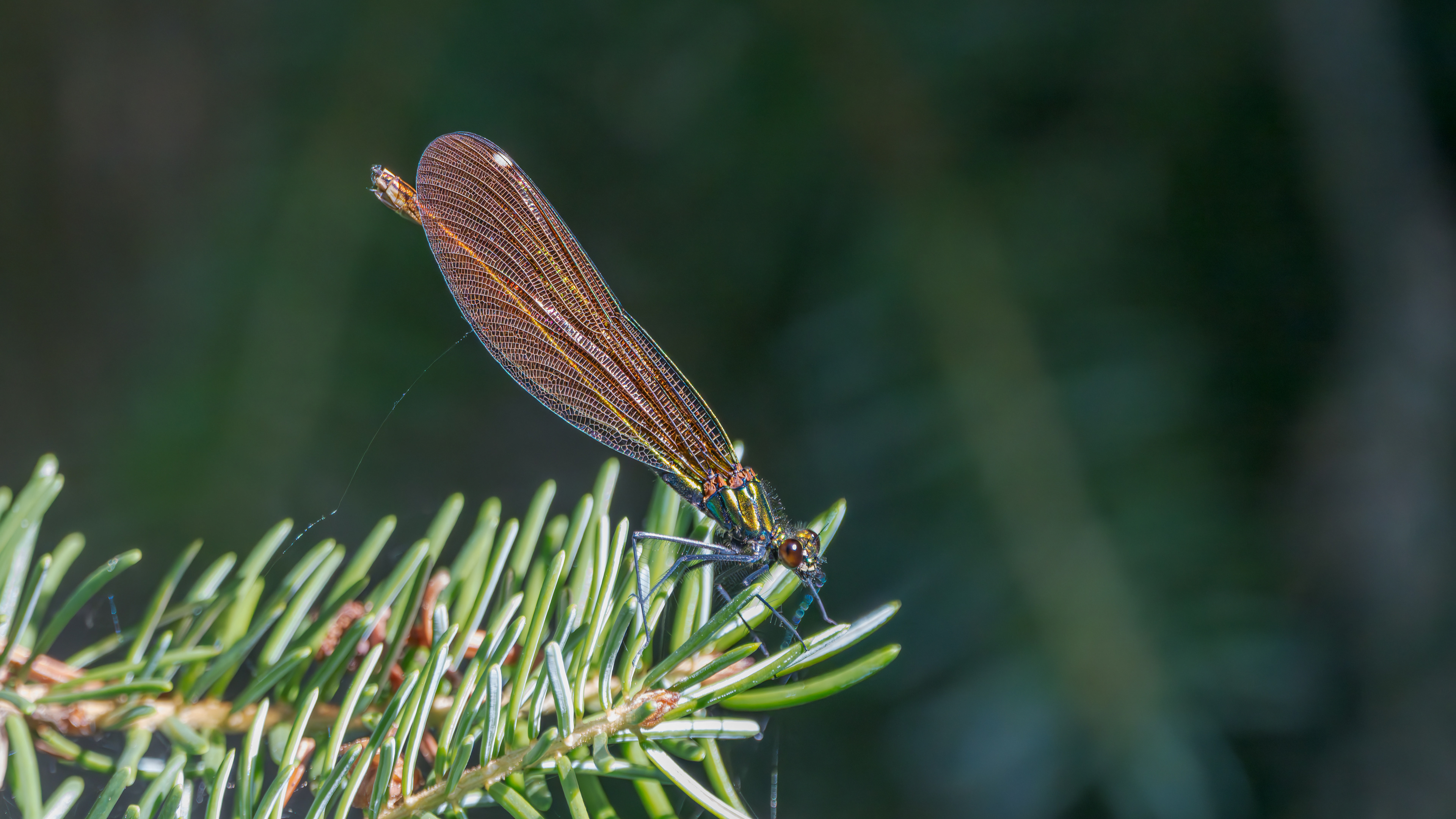 Blauflügel-Prachtlibelle, Weibchen am 25.06.2024