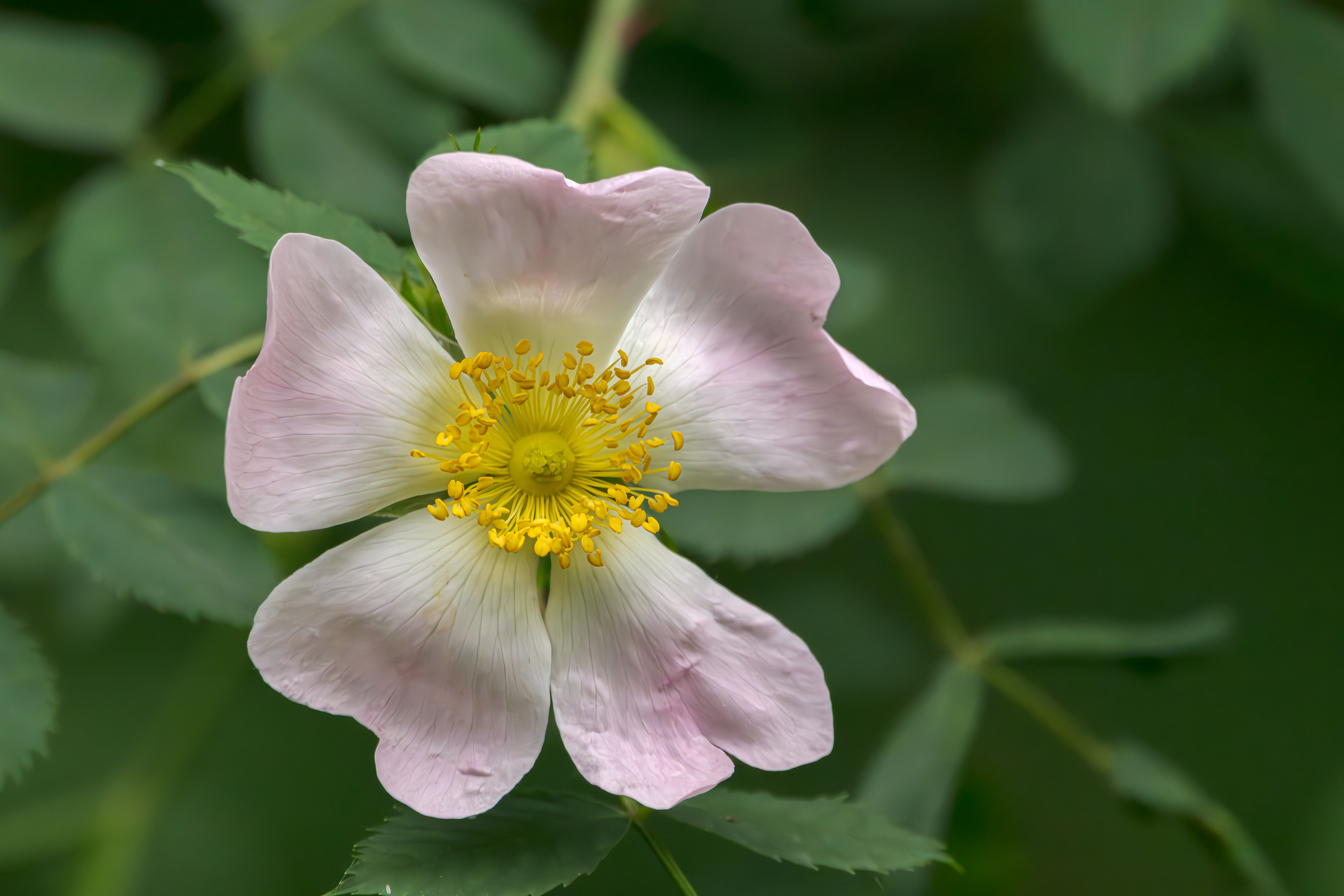 Heckenrose