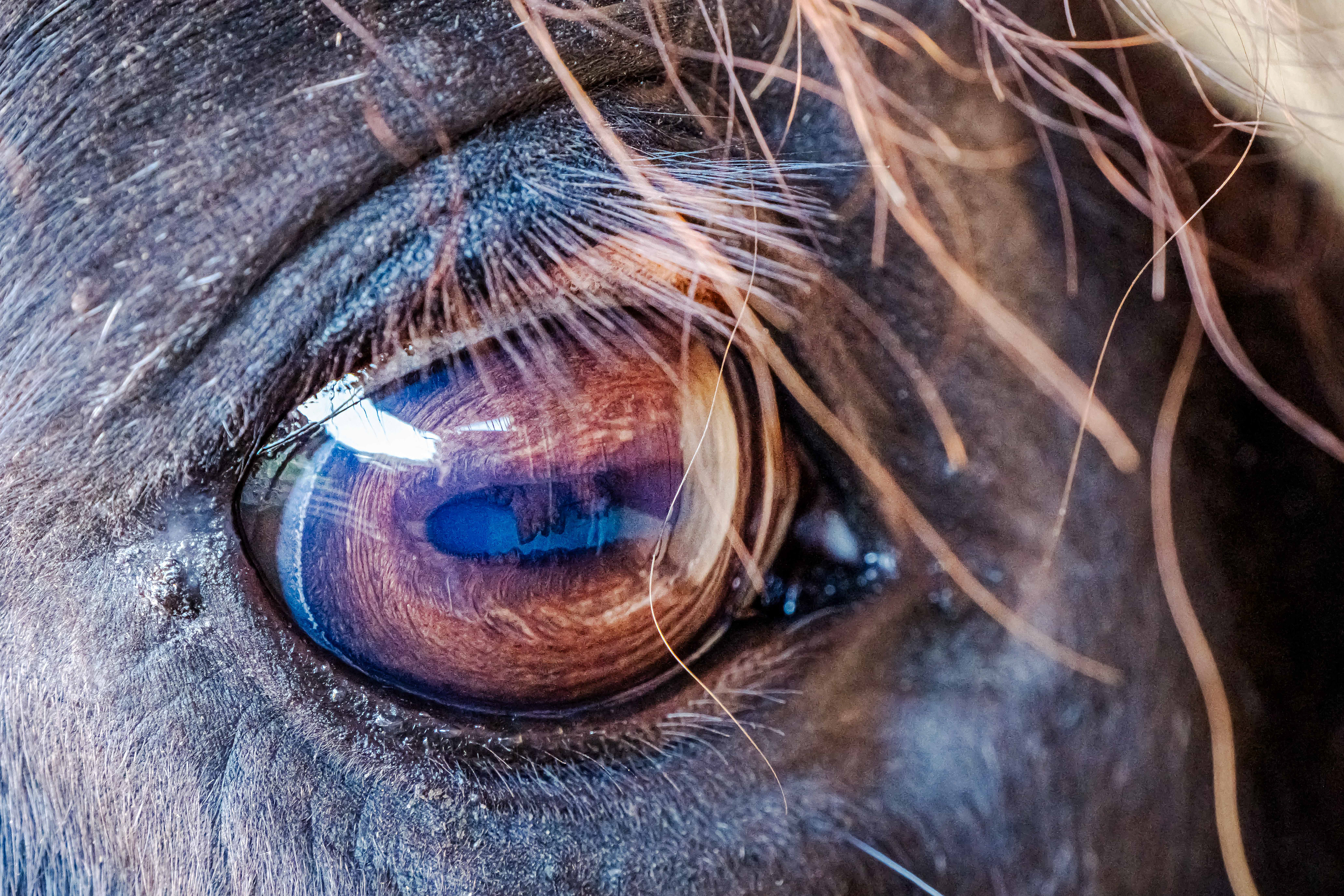 Pferdeauge am 29.10.2024