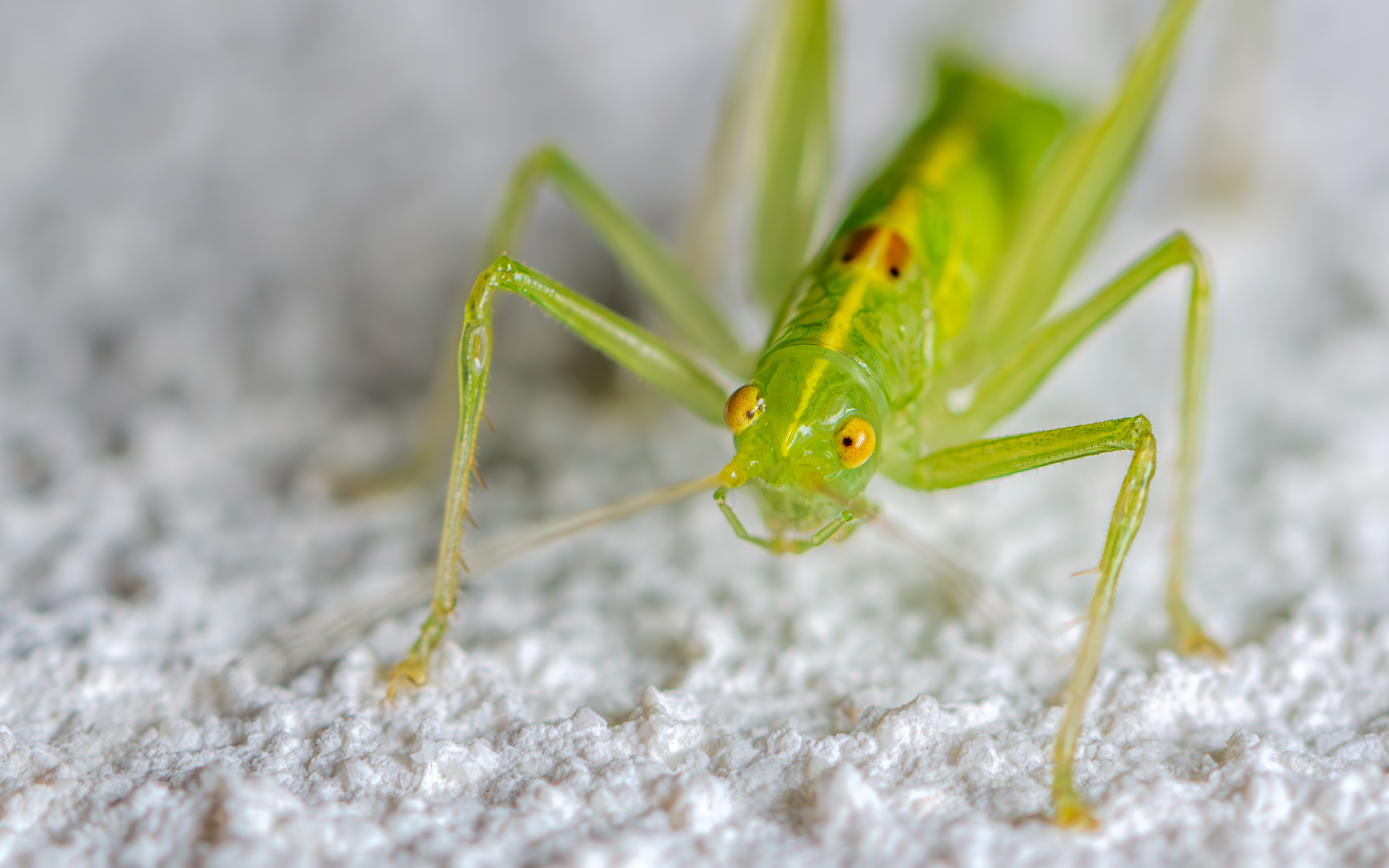 Südliche Eichenschrecke am 28.08.2024