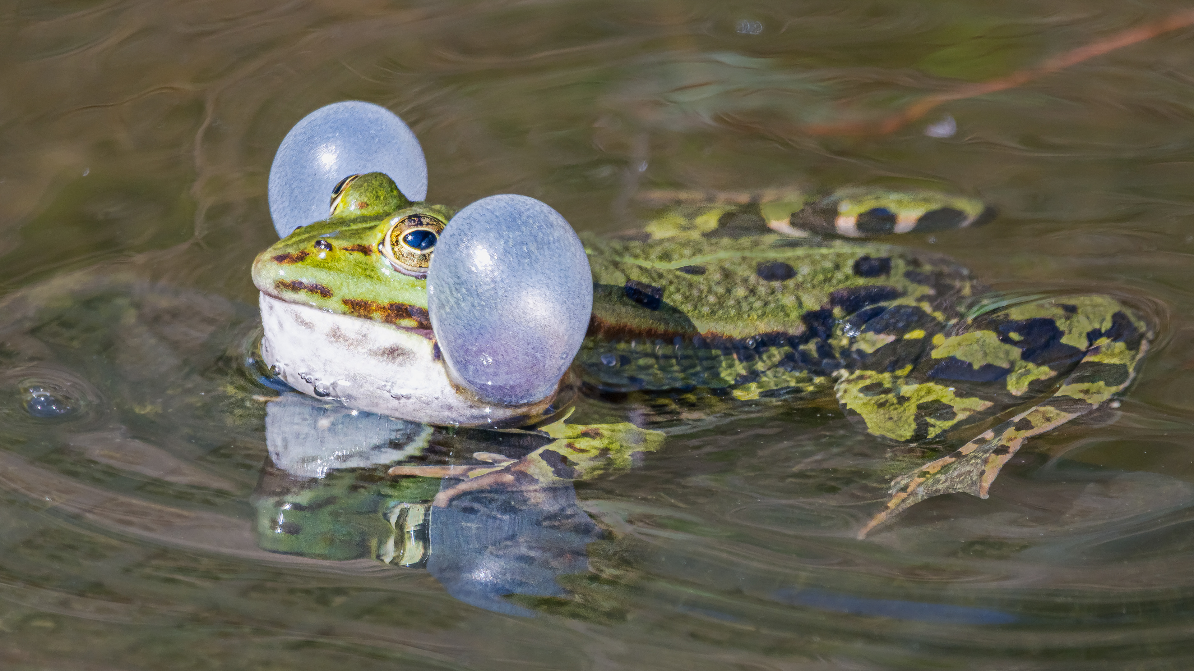 Kleiner Wasserfrosch am 02.05.2025