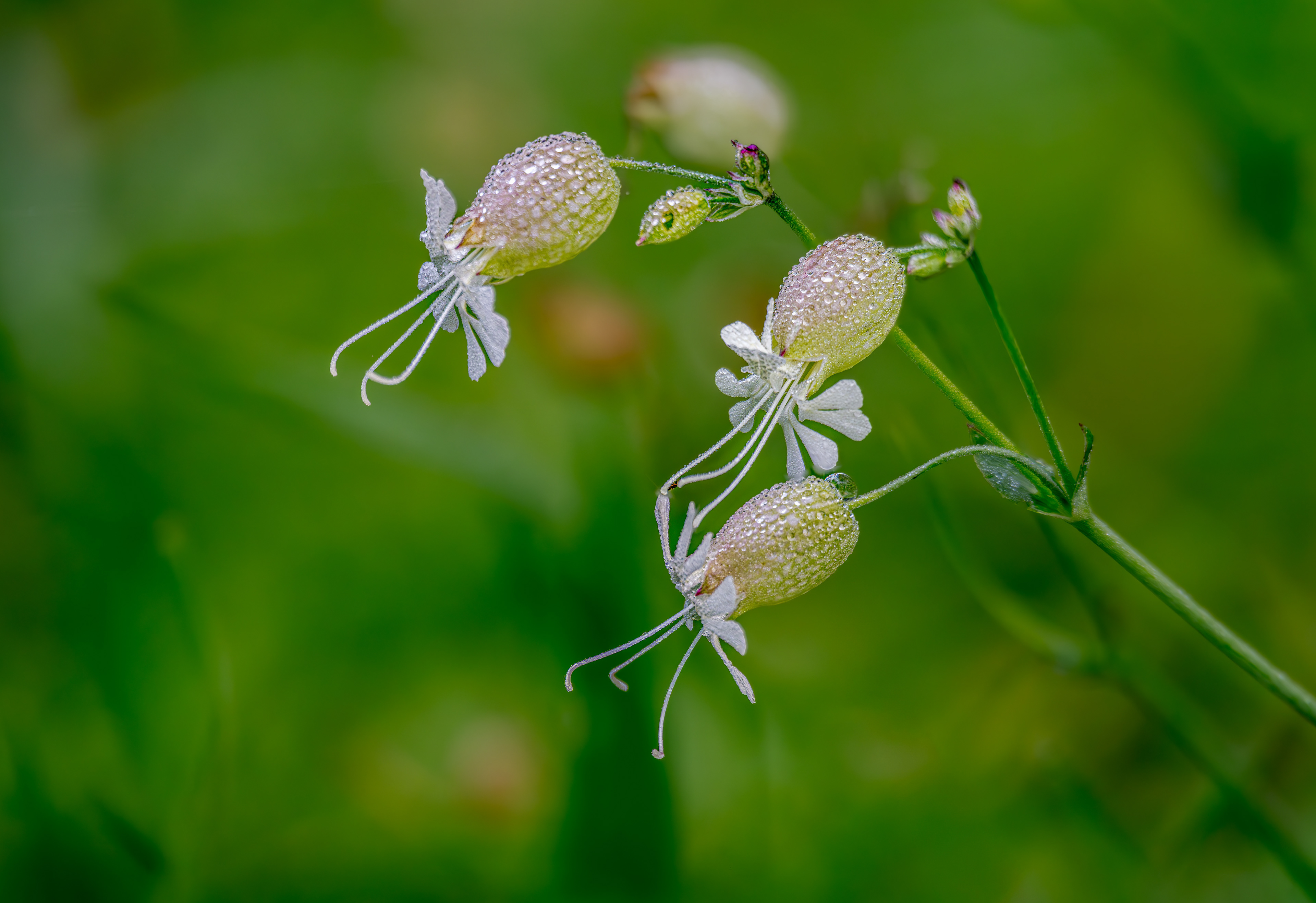 Taubenkropf-Leimkraut am 21.10.2024