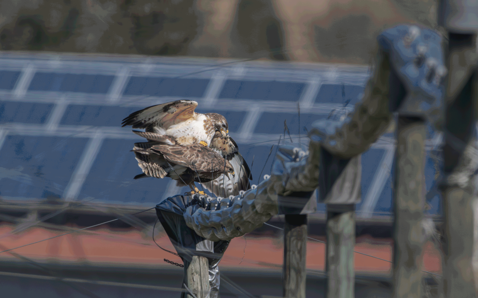 Bussard am 04.04.2025