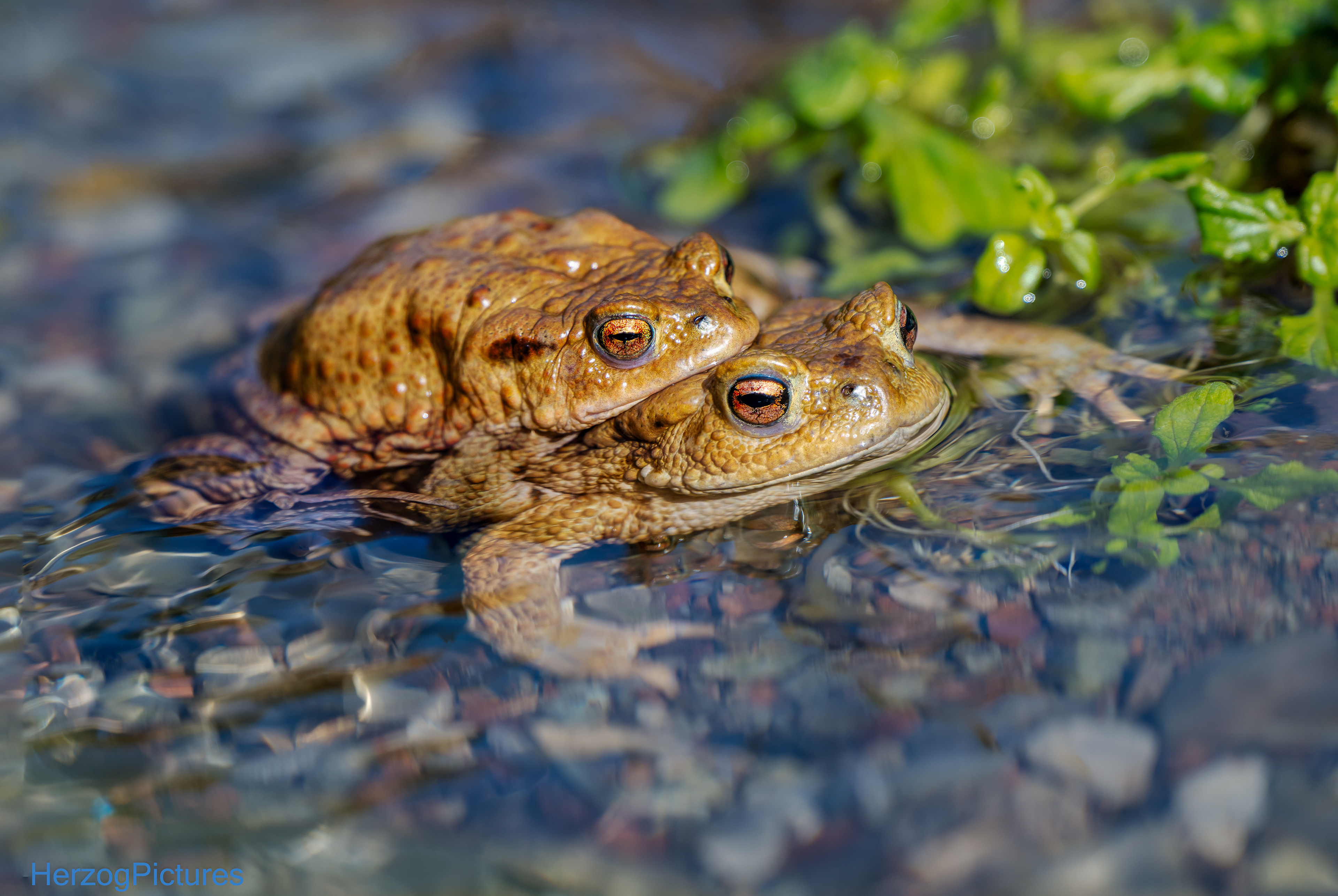Buffa Buffa am 10. März 2026