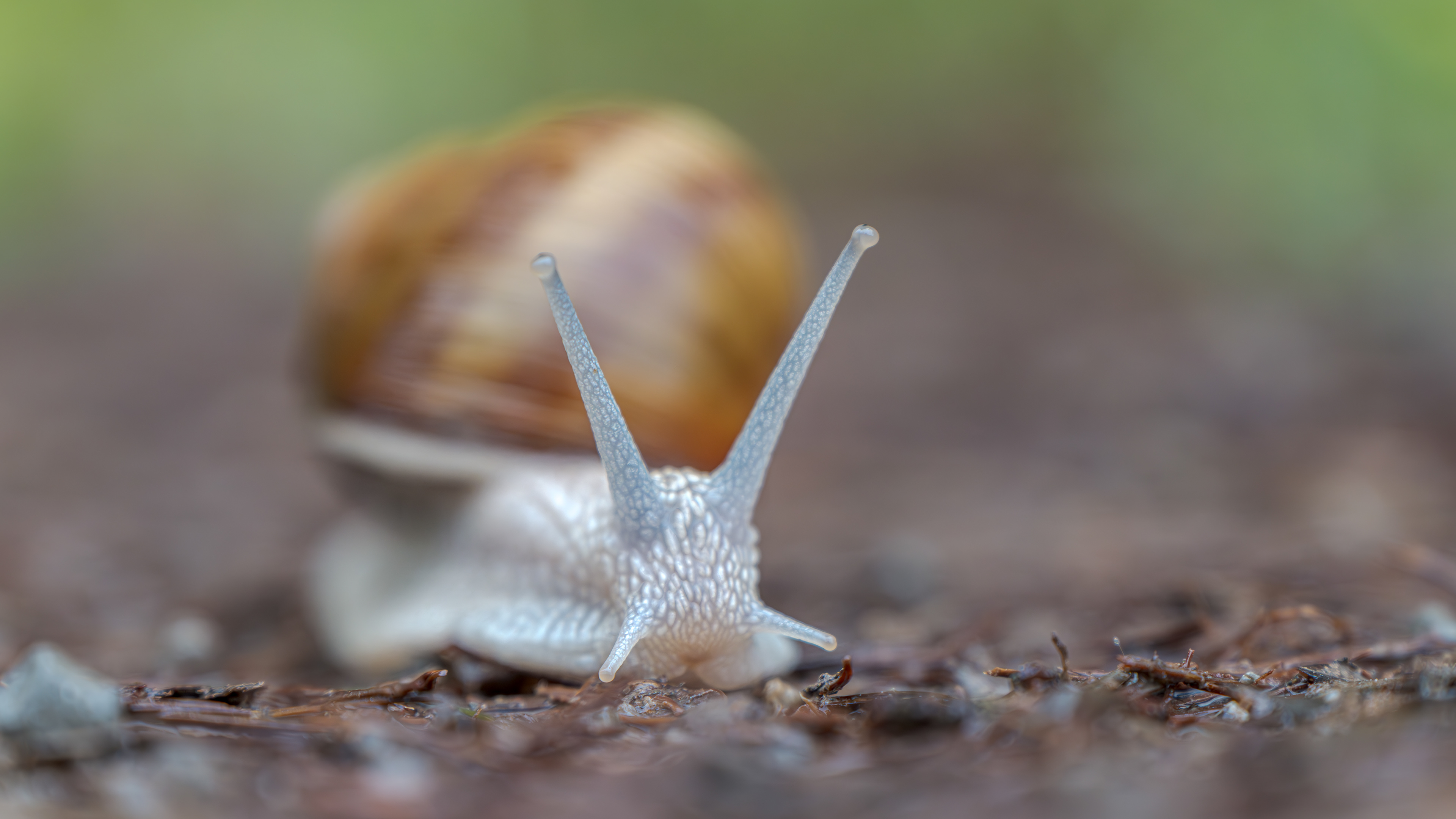 Schnecke ohne Reiter