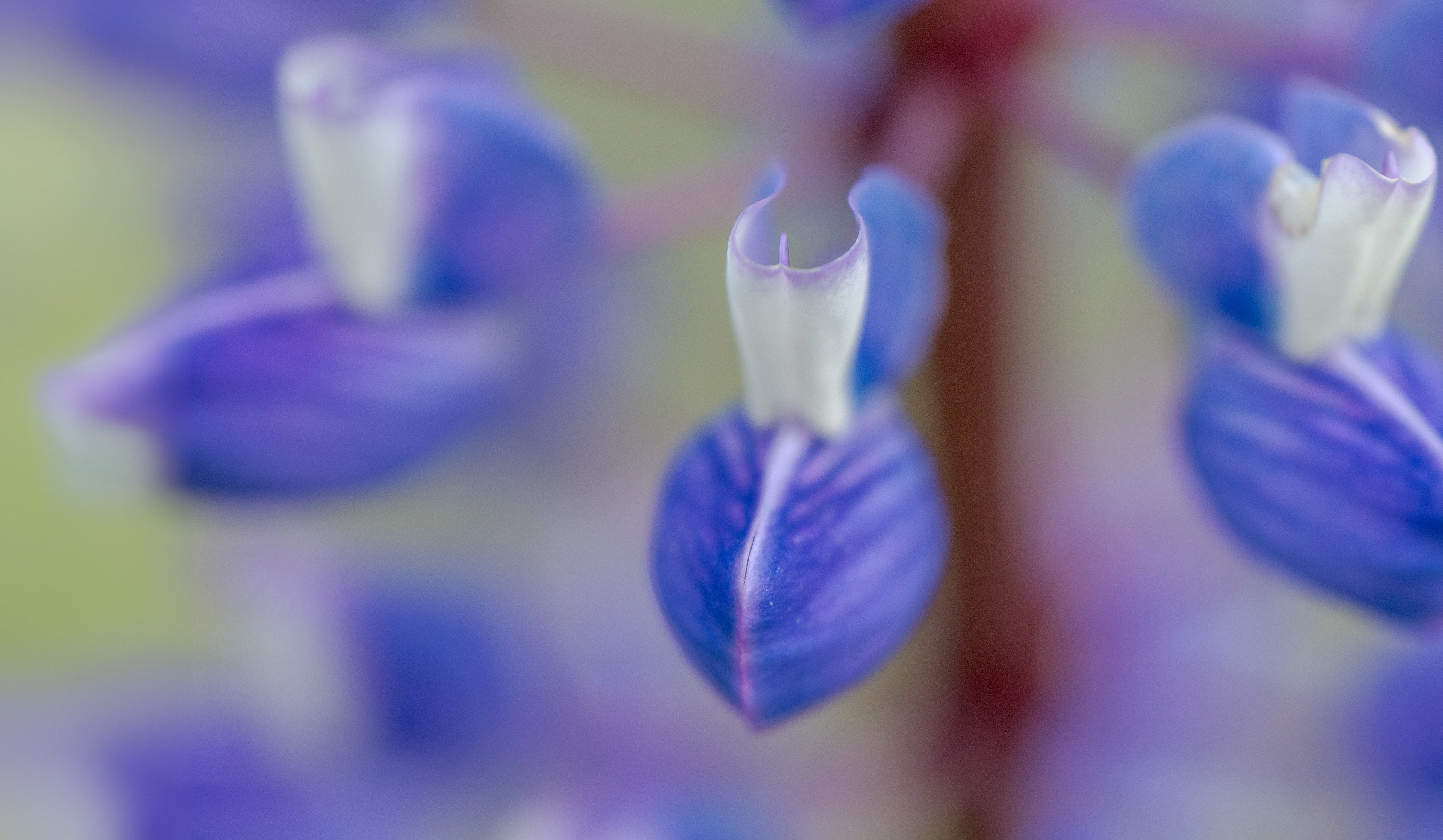 Lupinen