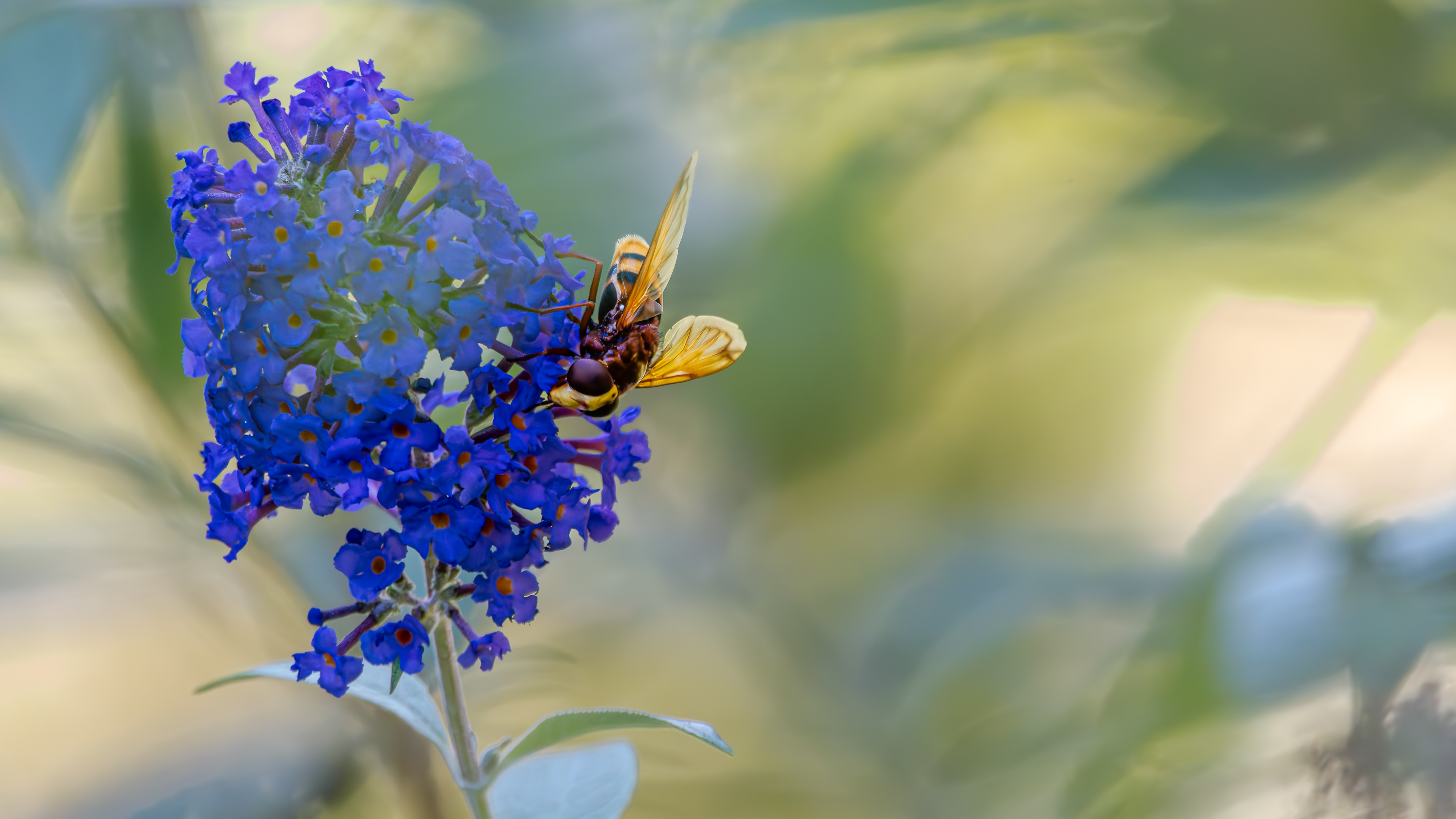 Hornissenschwebfliege an Flieder am 21.09.2024