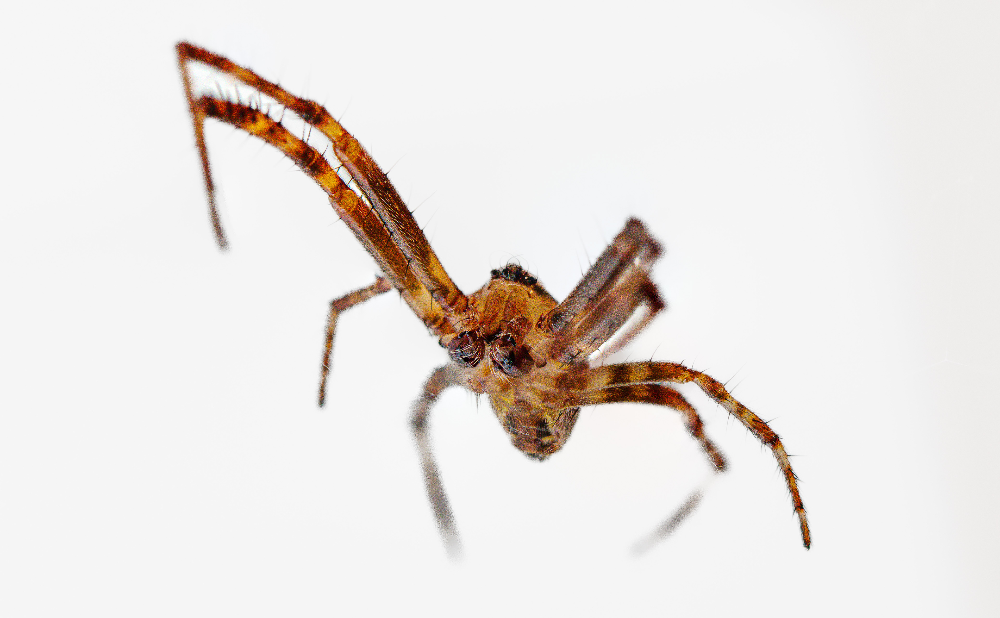 Gartenkreuzspinne am 10.08.2024