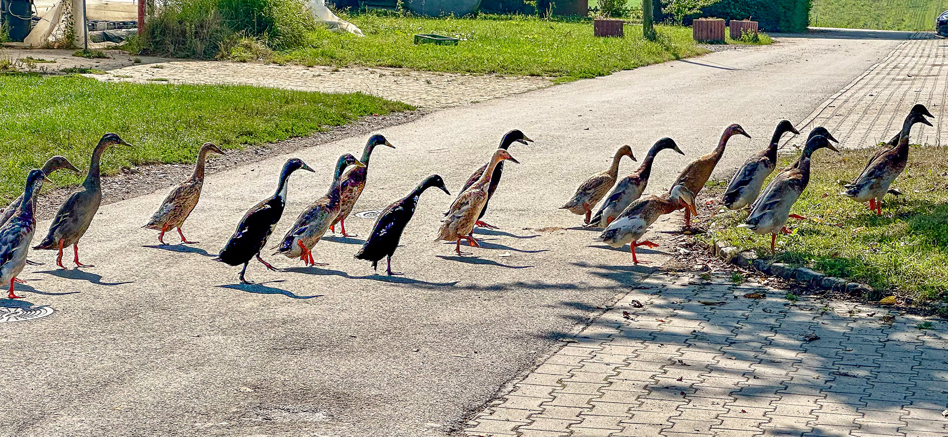 Der Entenfängerr von Backnang am 03.08.2024