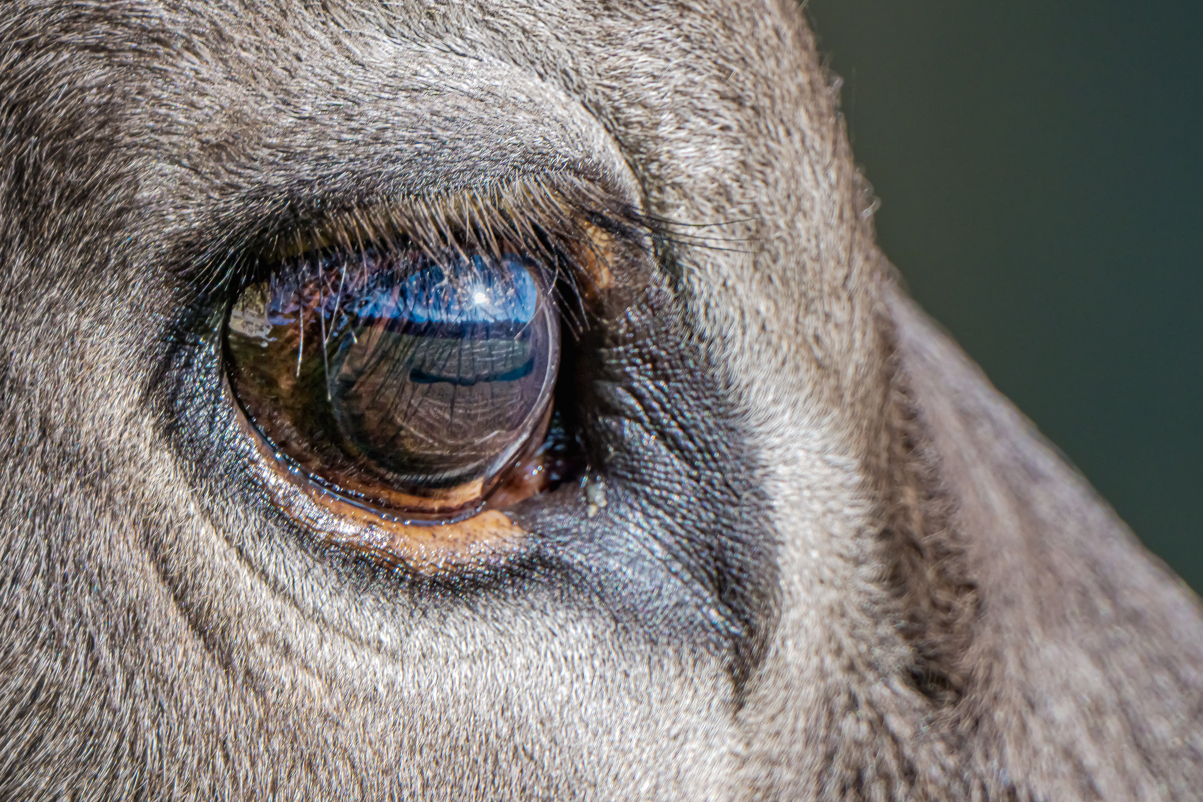 Kuhauge am 05.11.2024