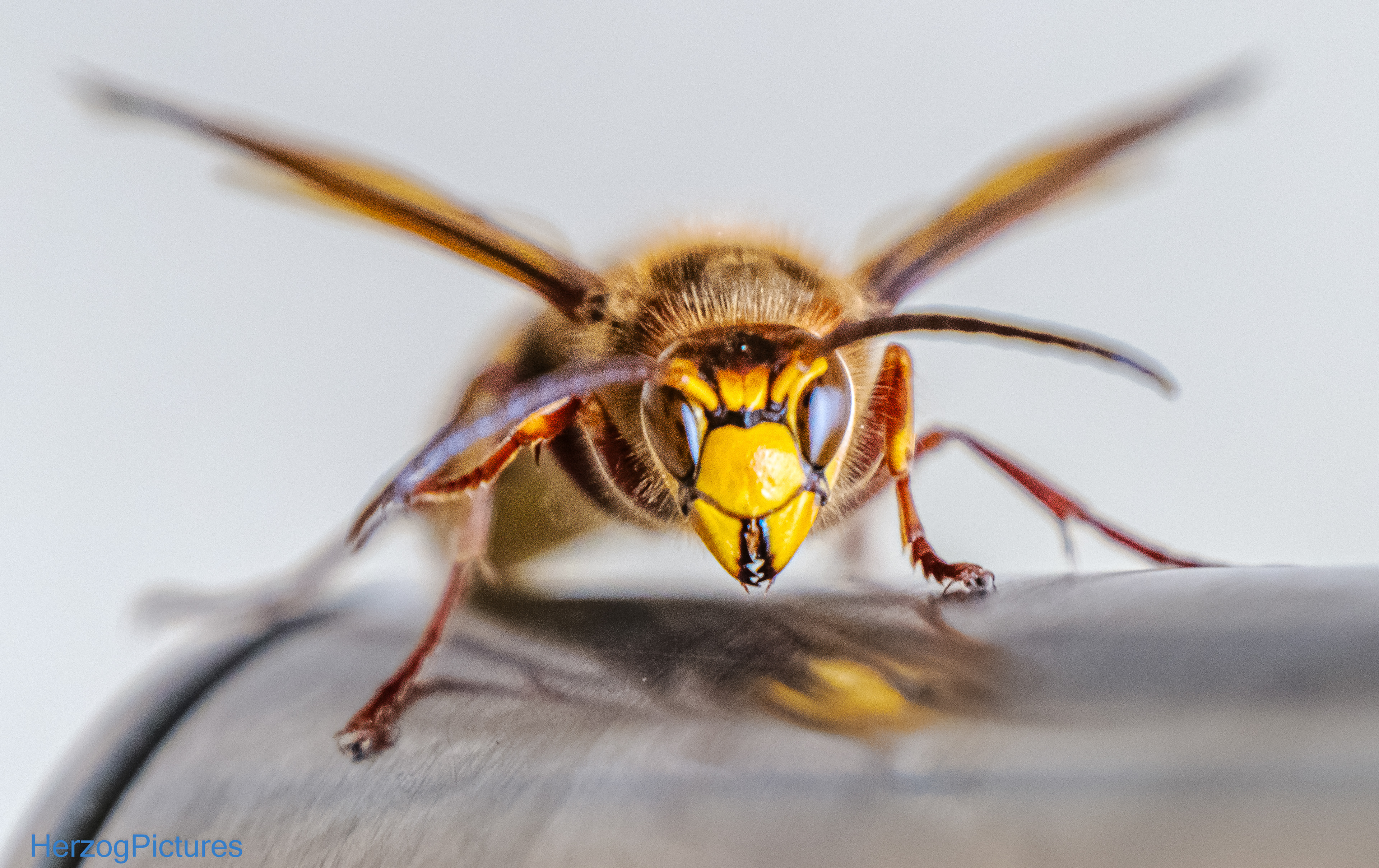 Europäische Hornisse am 29. September 2025