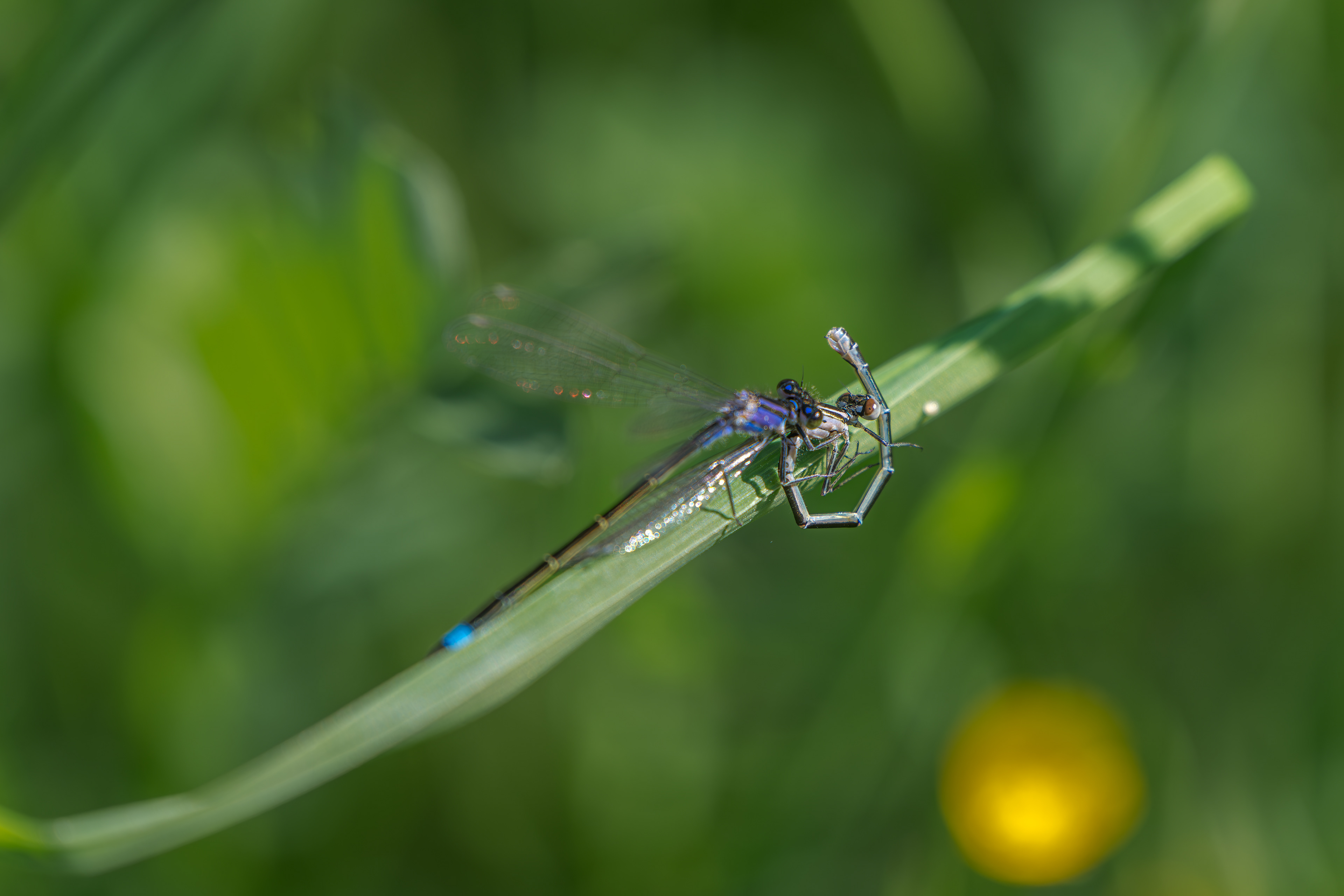 Große Pechlibelle
